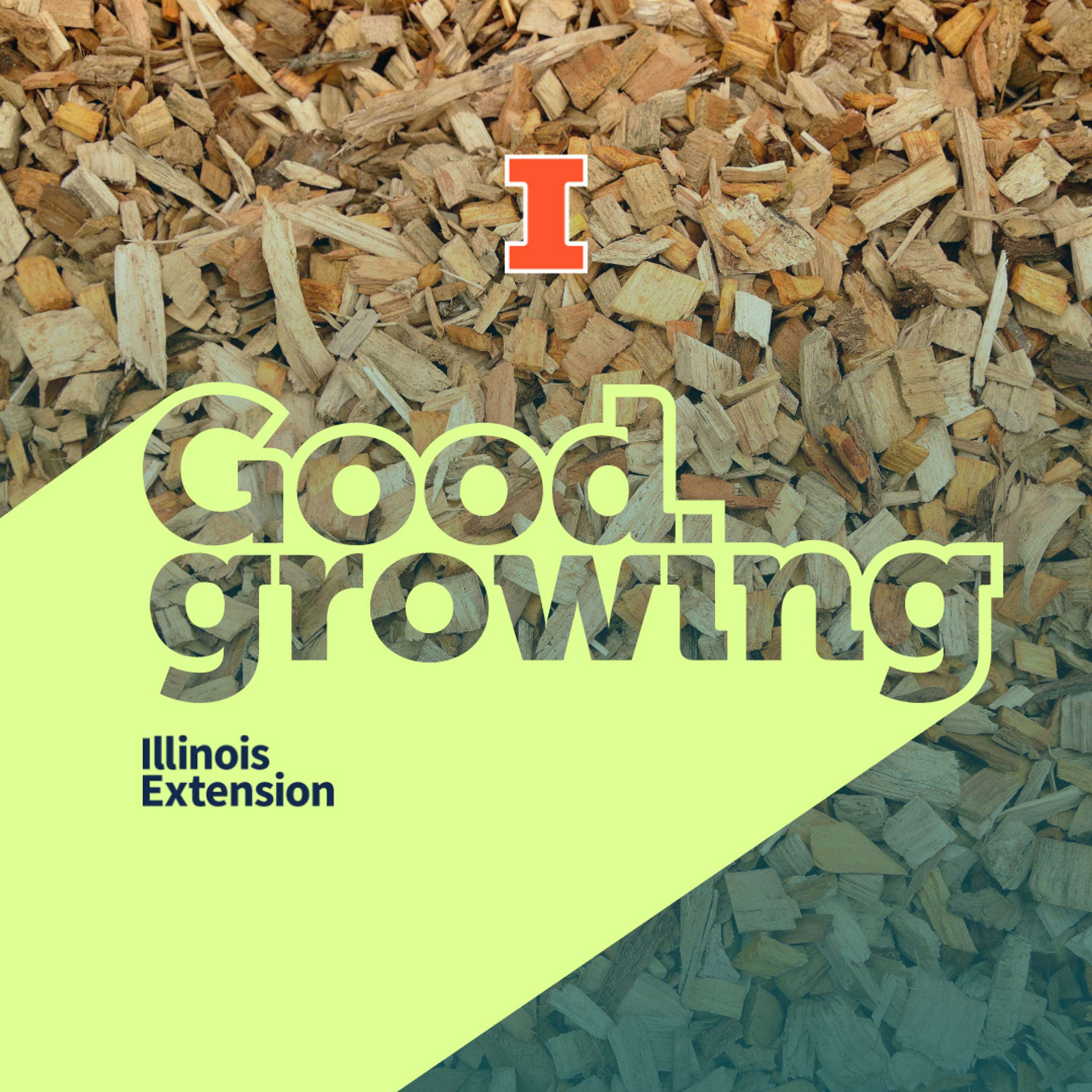 Ep. 149 All About Mulch: Lay it on thick and keep it chunky | #GoodGrowing