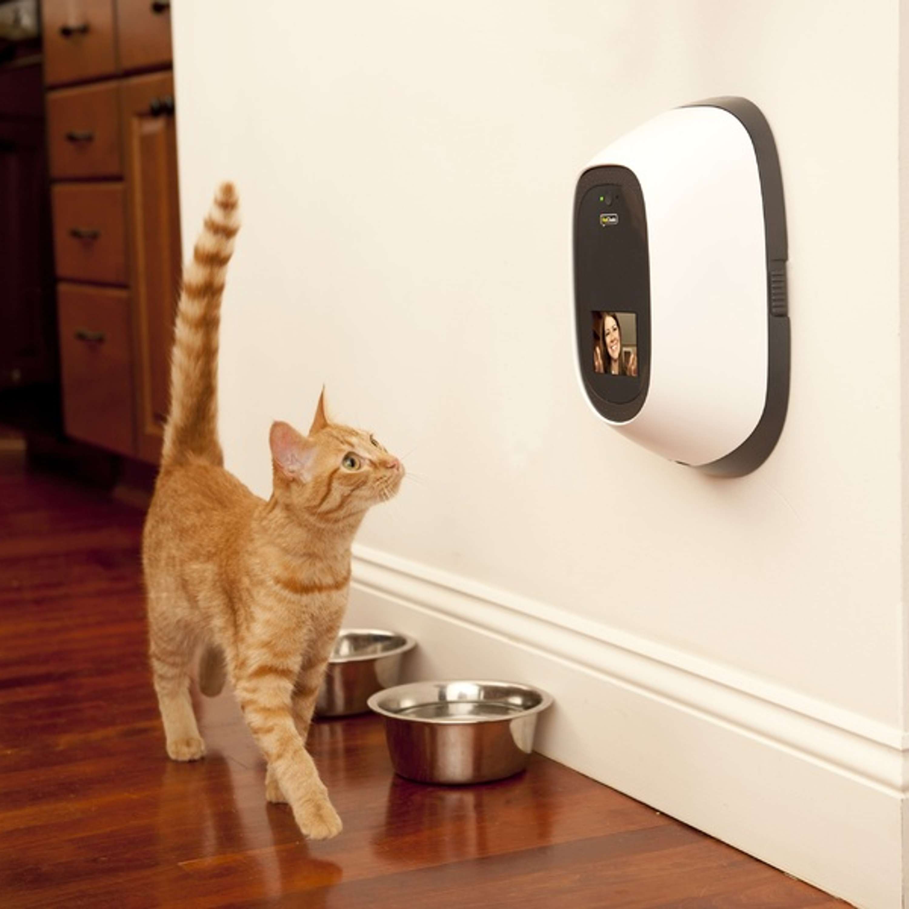 Could AI Help Or Harm Our Pets?
