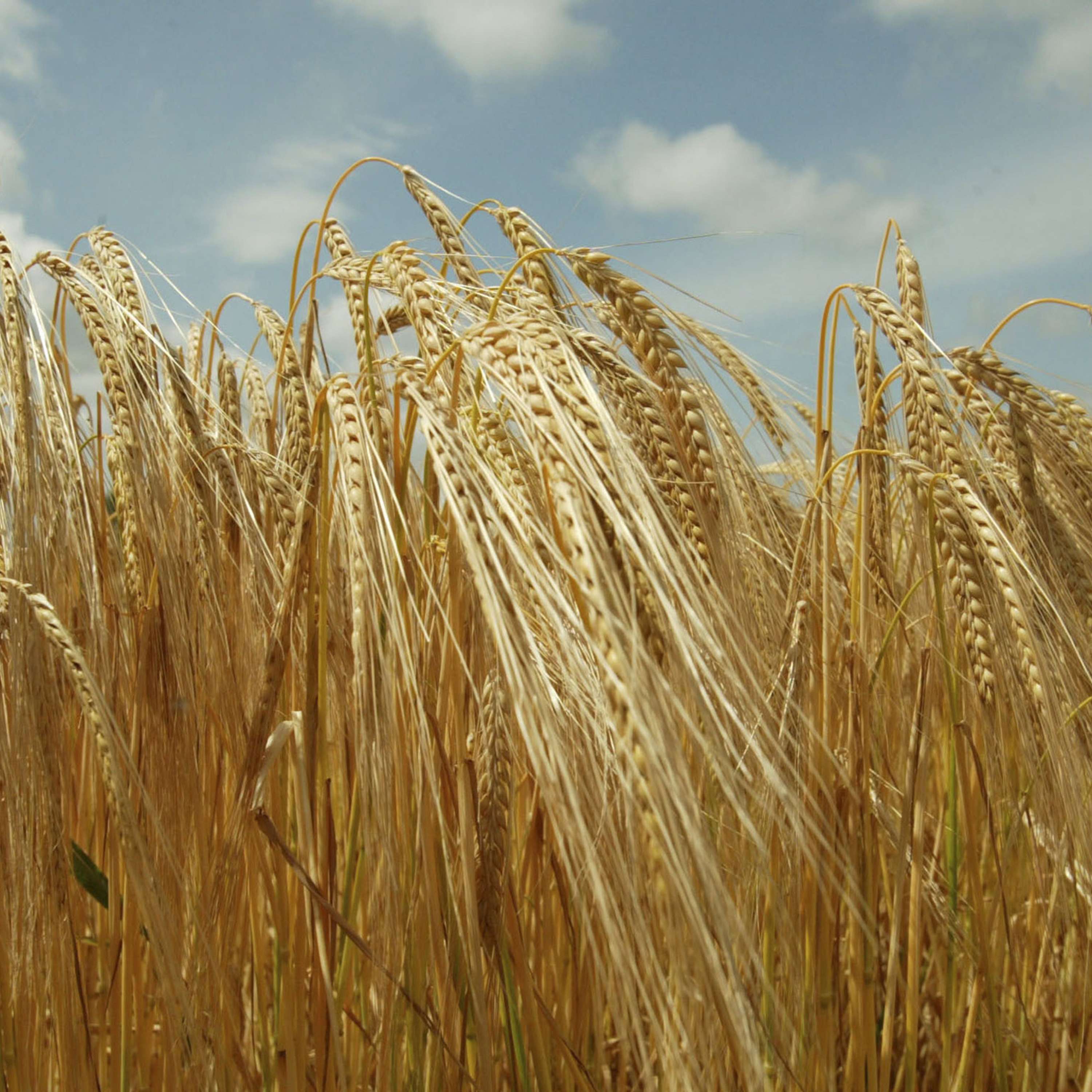 The Tillage Edge