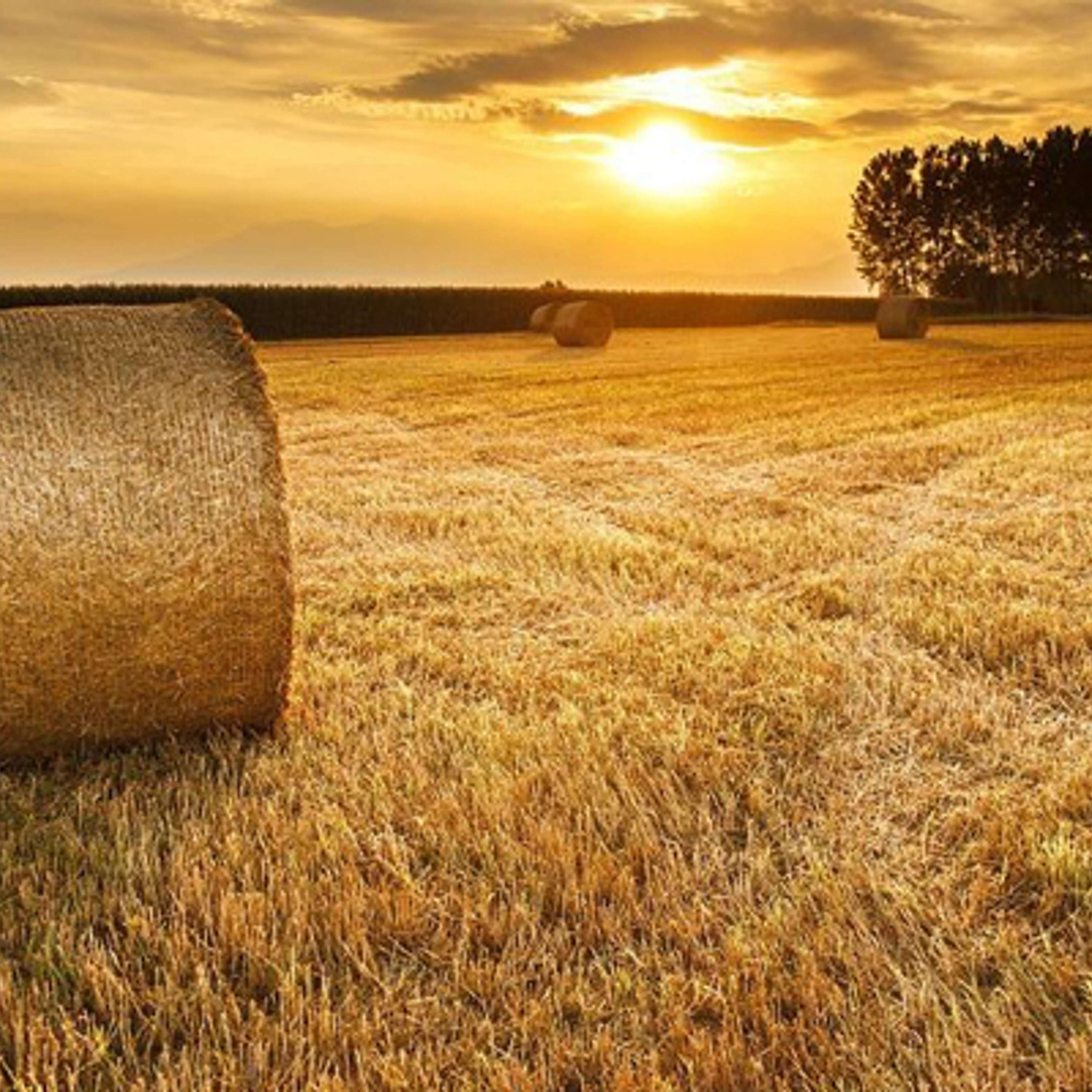 The Tillage Edge