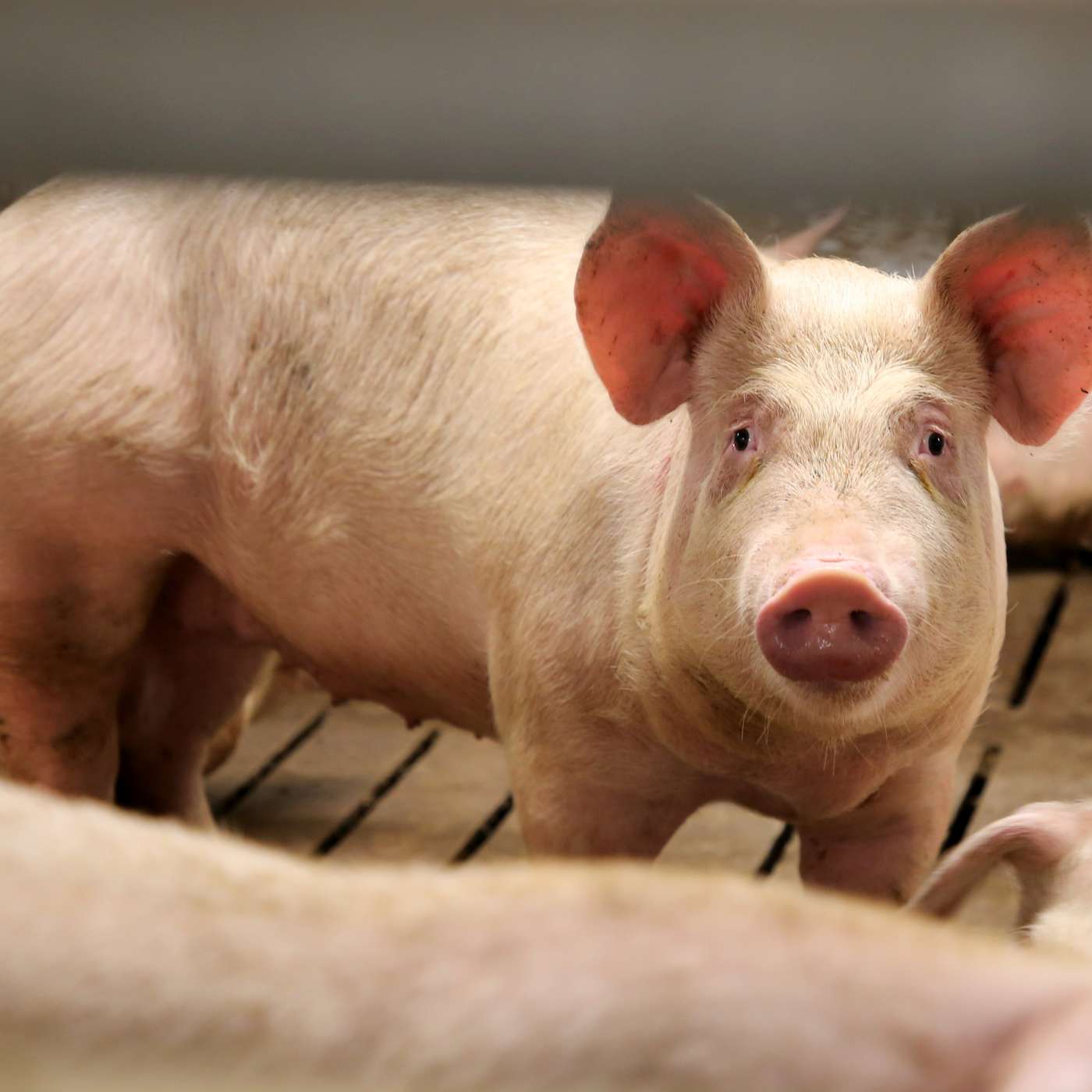 Reviewing the 2024 pig & feed prices and the outlook for 2025