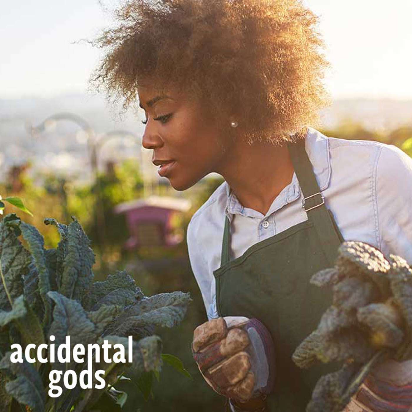 Accidental Gods
