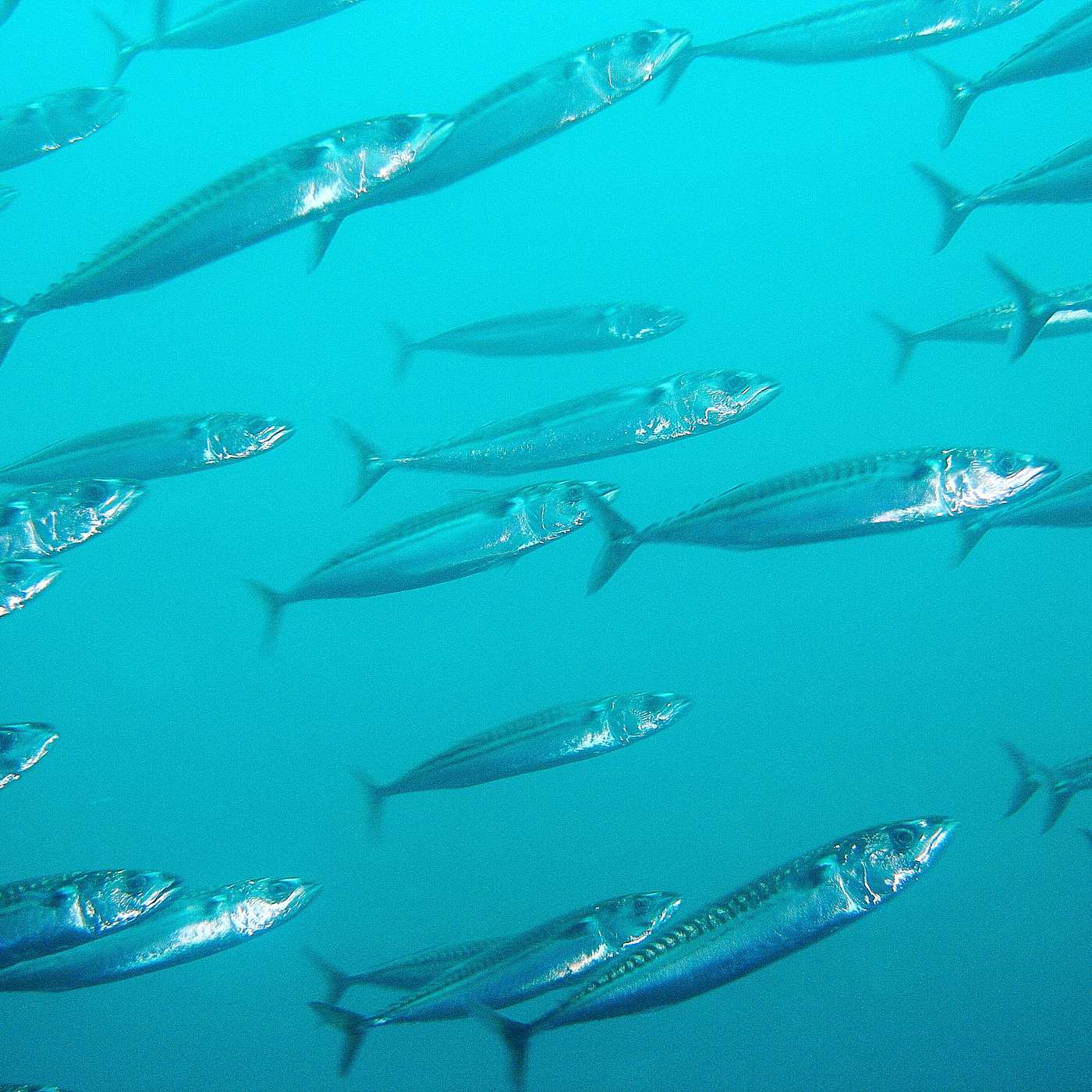 Our Ocean: Our Livelihoods - from the navy diver to the herbal alchemist