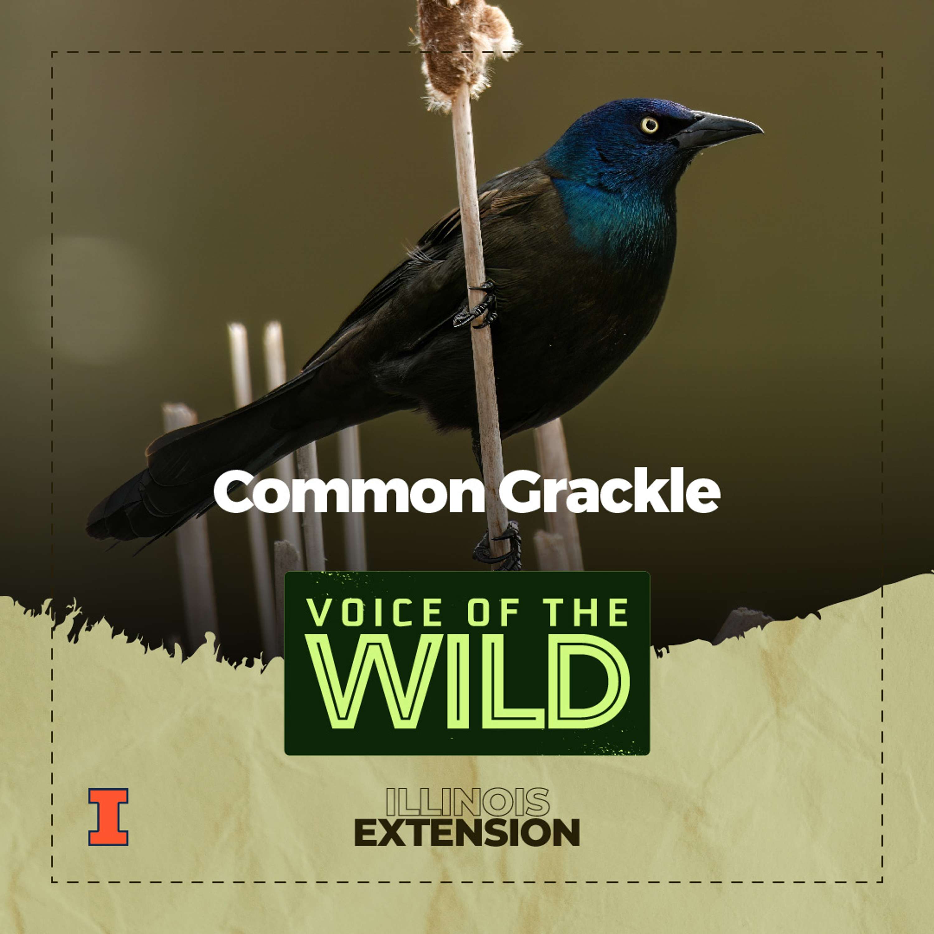 Voice of the Wild