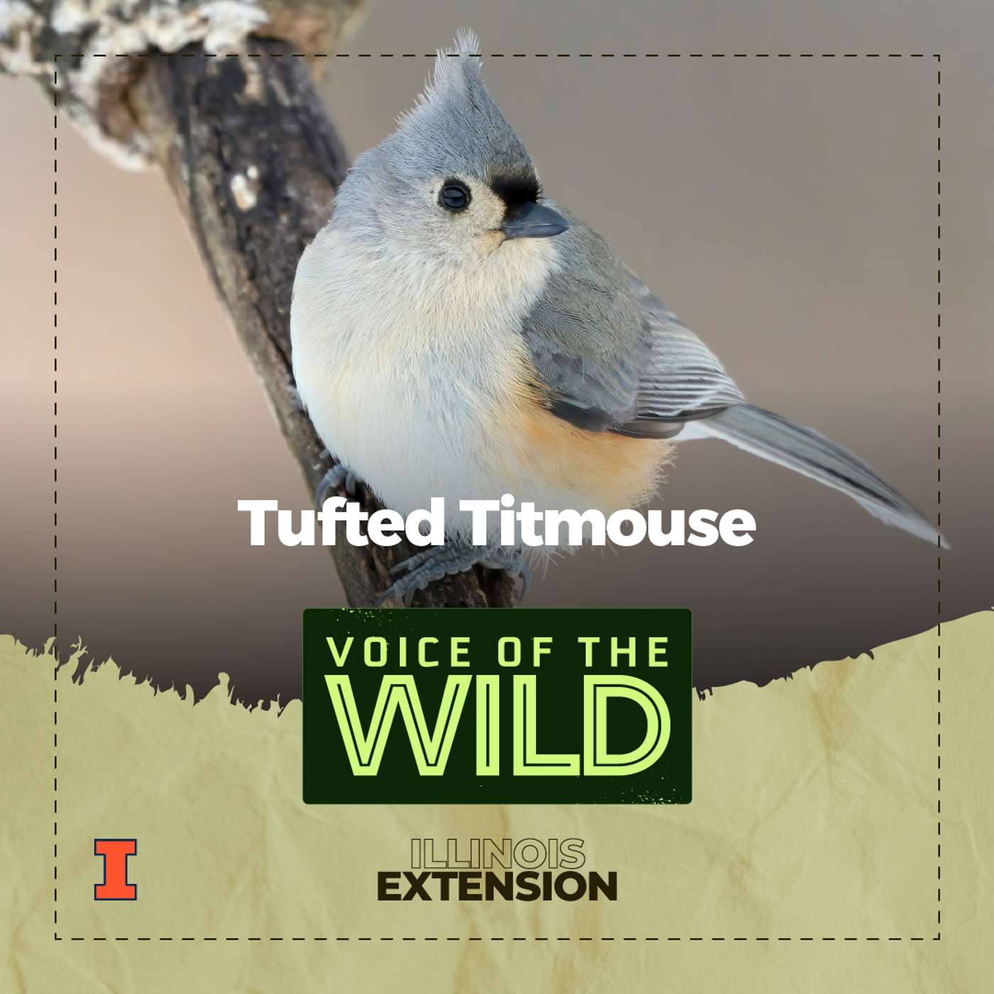 Episode 84: Tufted Titmouse – Voice of the Wild Episode 84: Tufted Titmouse – Voice of the Wild