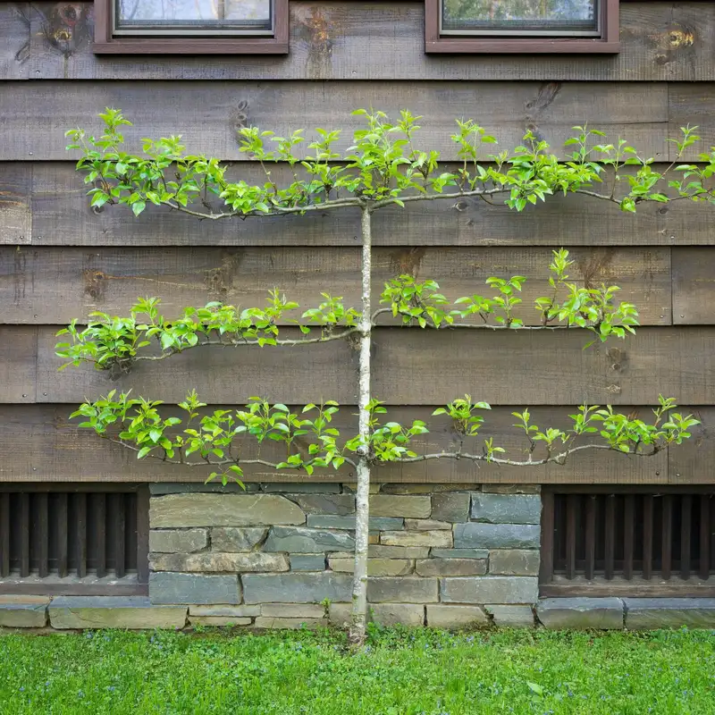 Espalier Fruit Trees for Small Gardens