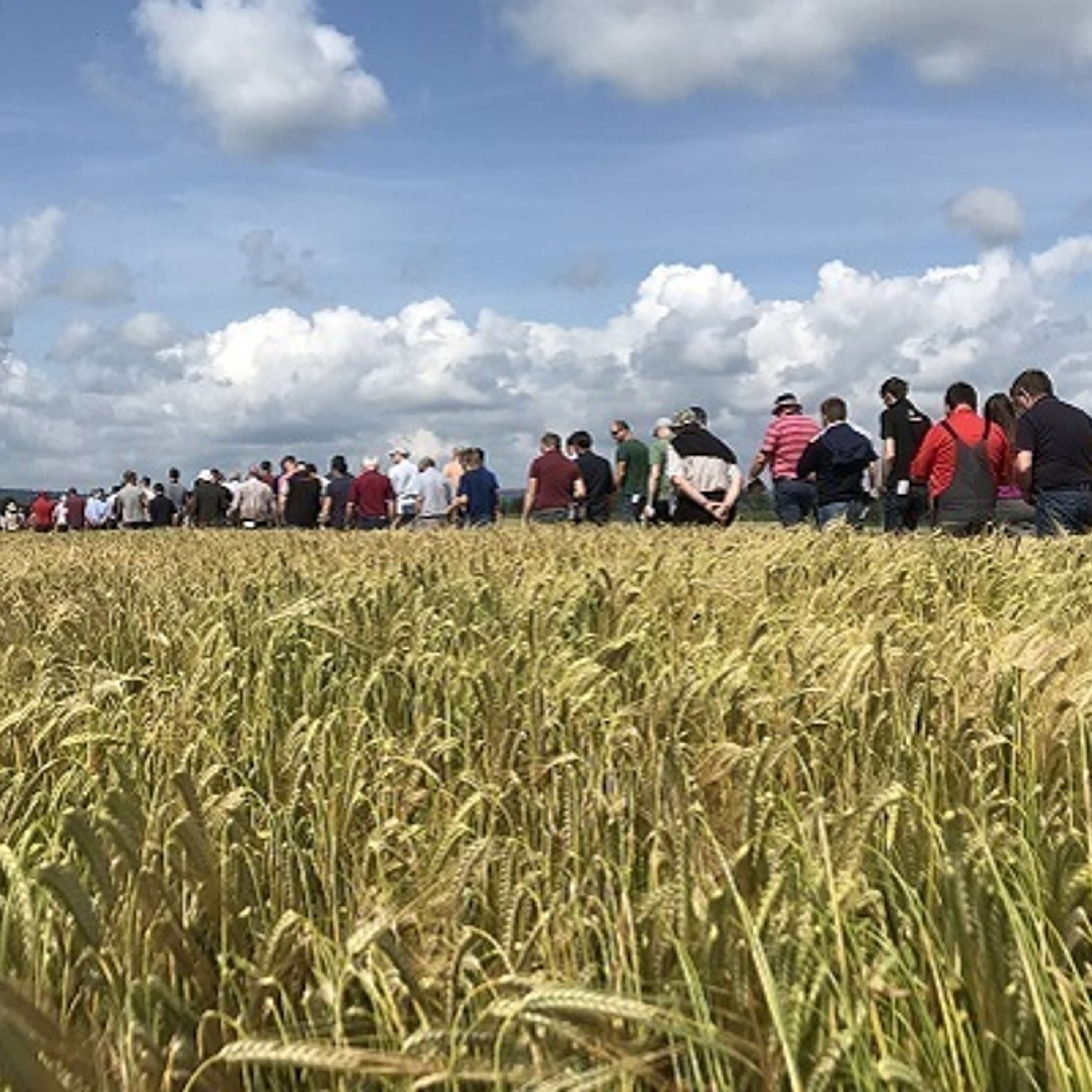 The Tillage Edge