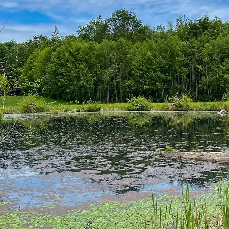 Qualicum Beach Elementary students name Salamander Pond