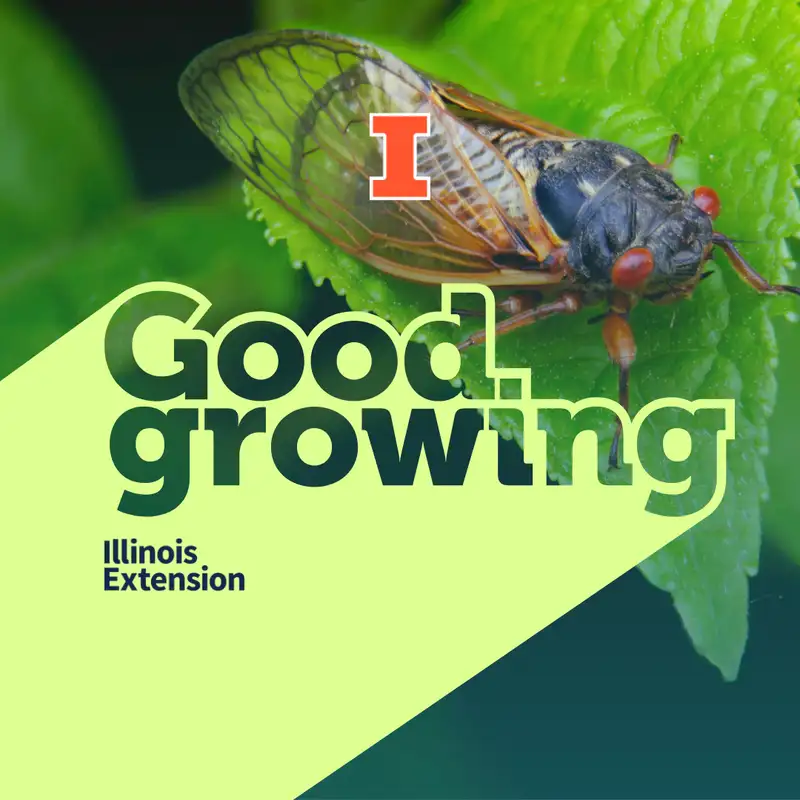 Ep. 145 Preparing newly planted trees for success and periodical cicadas | #GoodGrowing