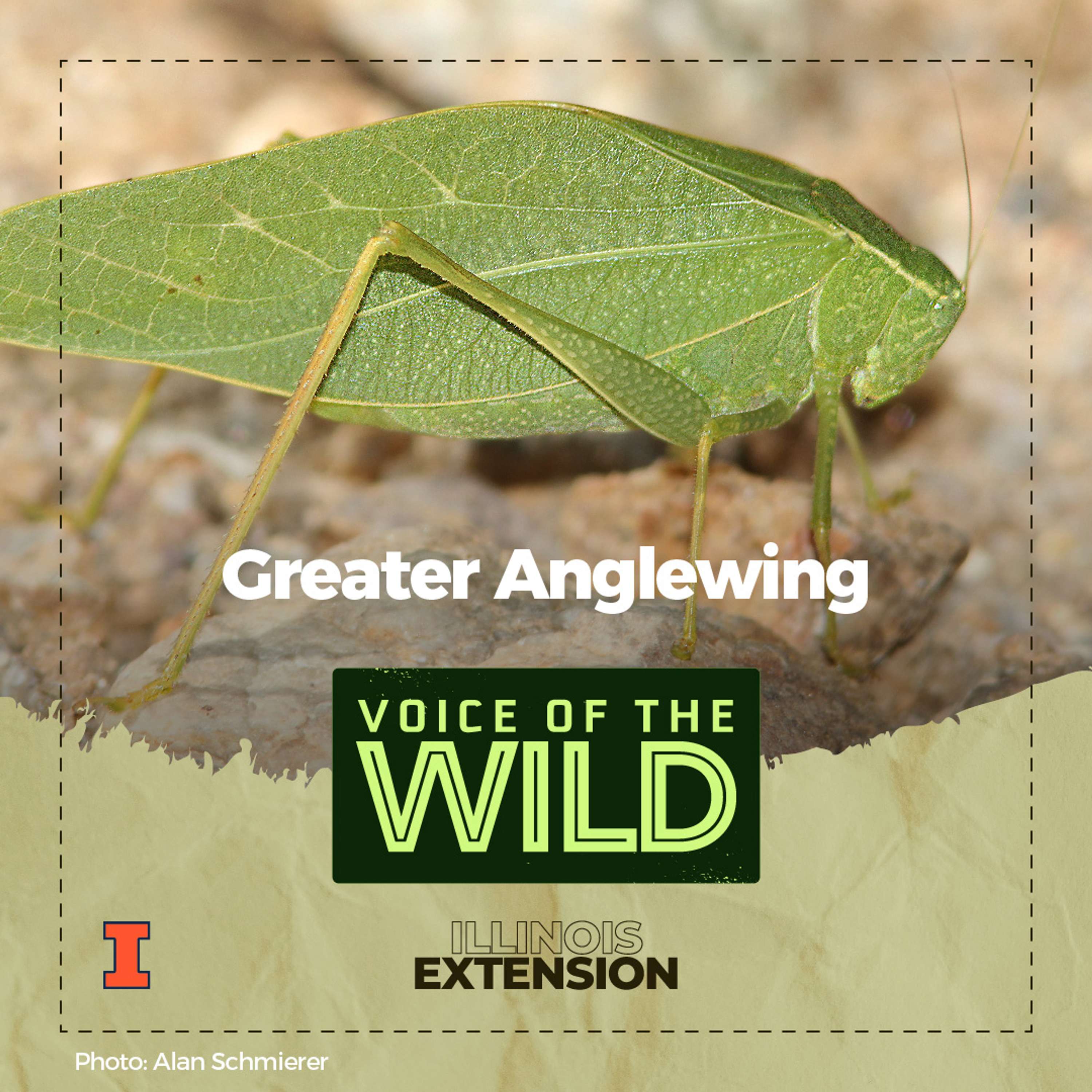 Voice of the Wild