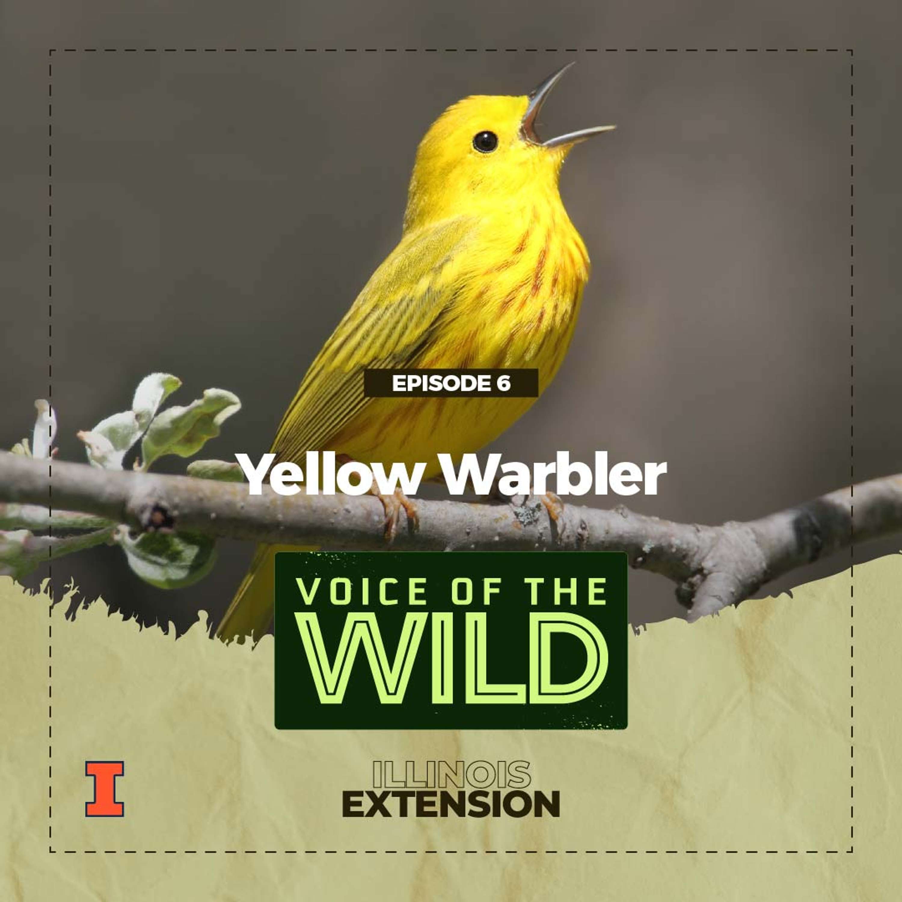 Voice of the Wild