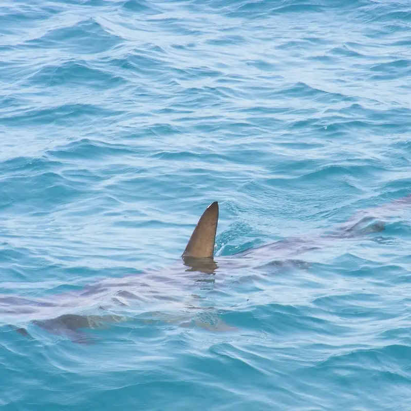 Shark Population Increases