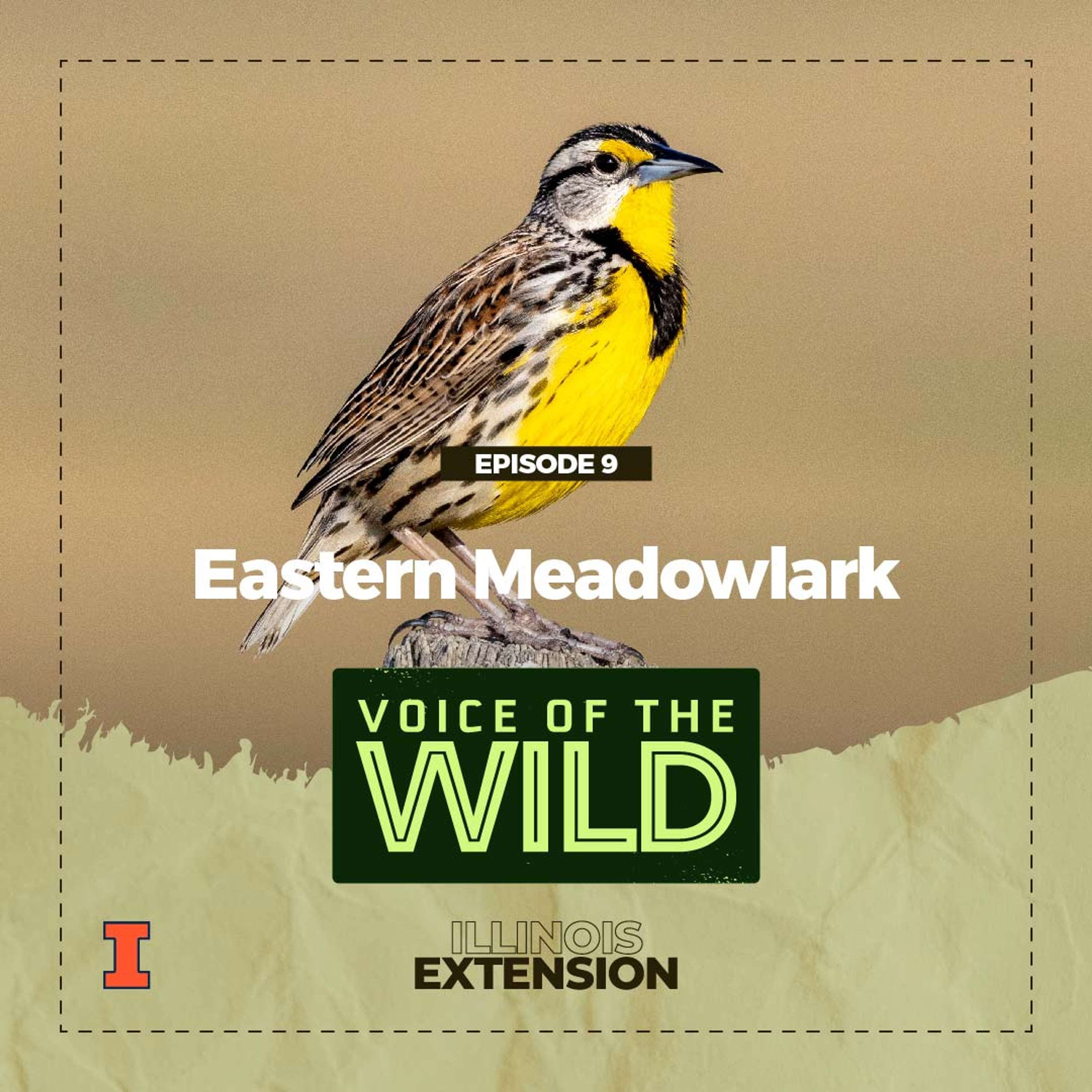 Voice of the Wild