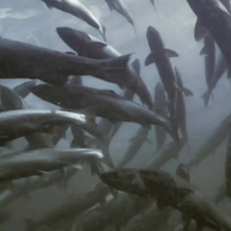 Will the Outer Hebrides be the UK's Salmon Stronghold?