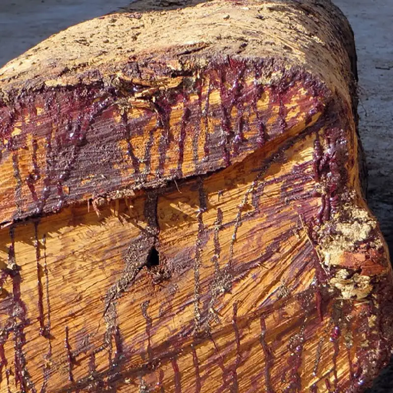 Droits humains et écologie: Clovis Razafimalala contre le trafic de bois de rose à Madagascar