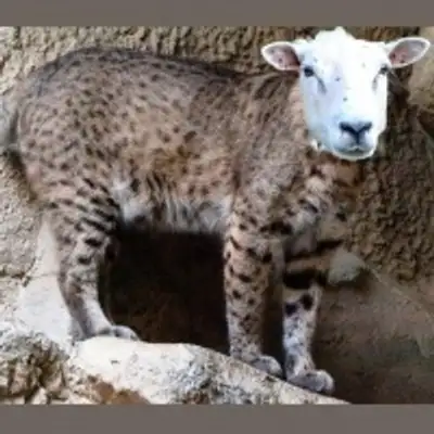 Baaab Cat