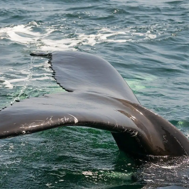 Meet a New Species-Rice's Whale