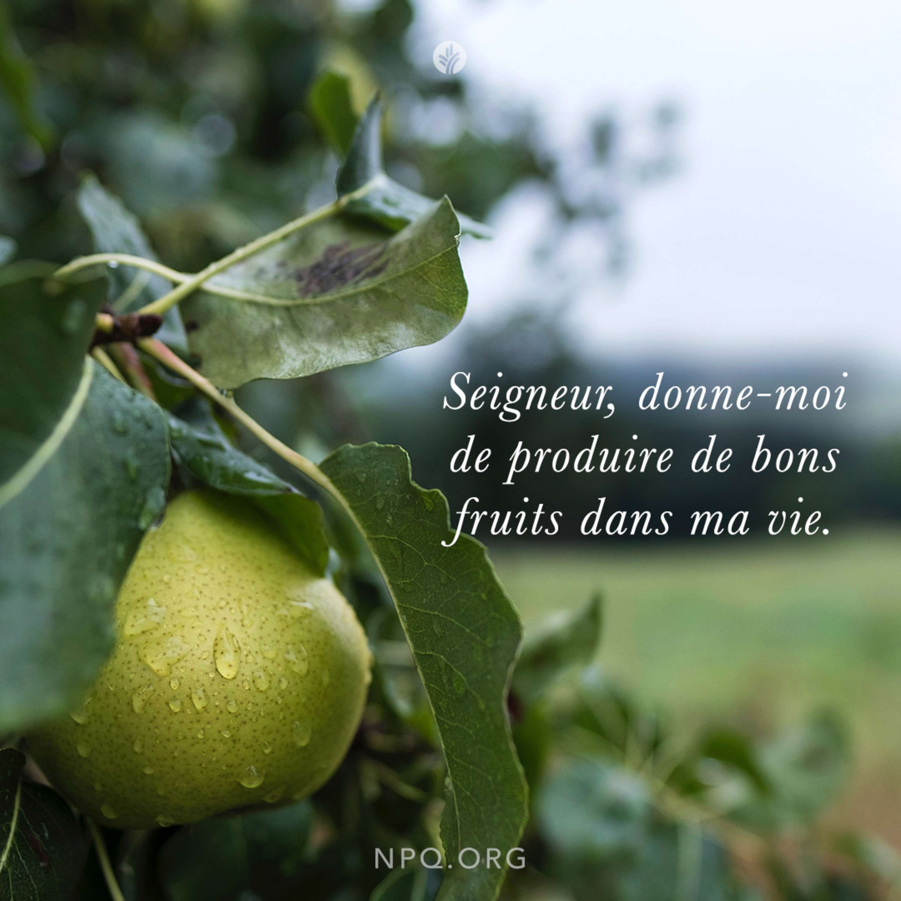 Notre Pain Quotidien podcast