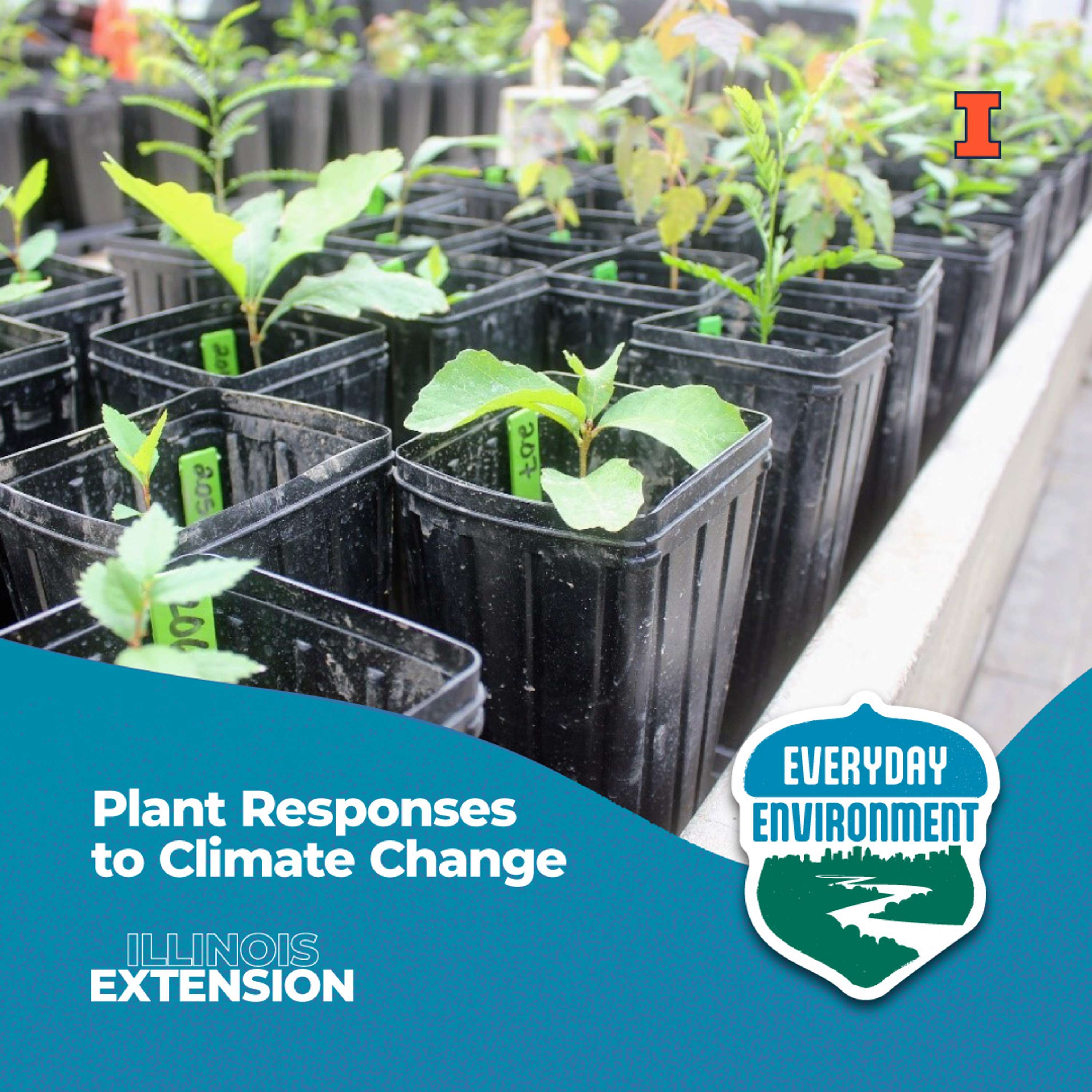 Everyday Environment Podcast