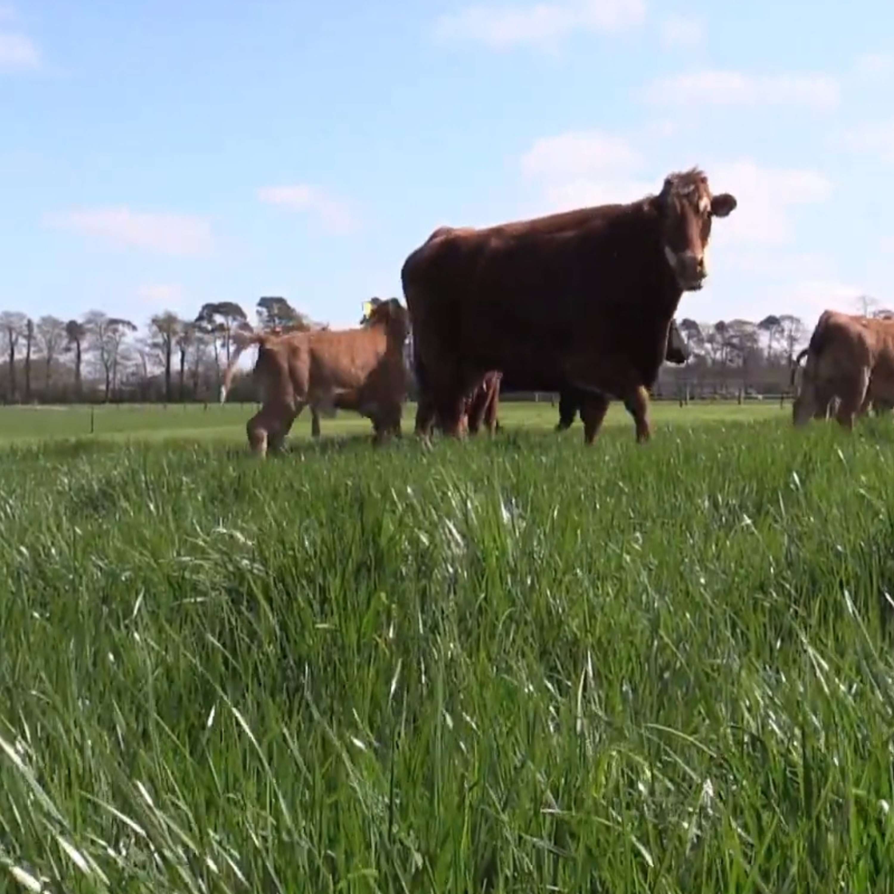 Derrypatrick herd update