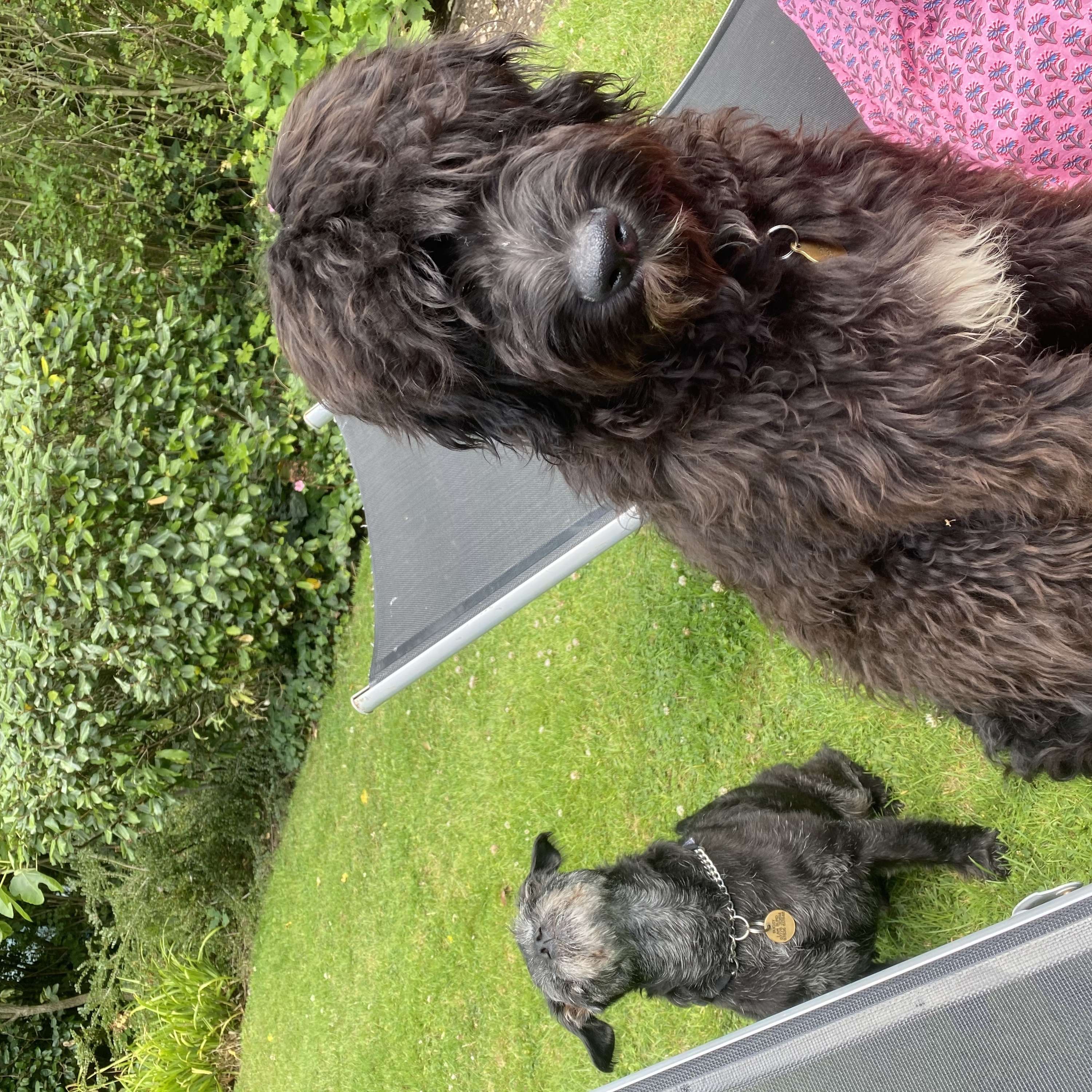 In Conversation with My Owner