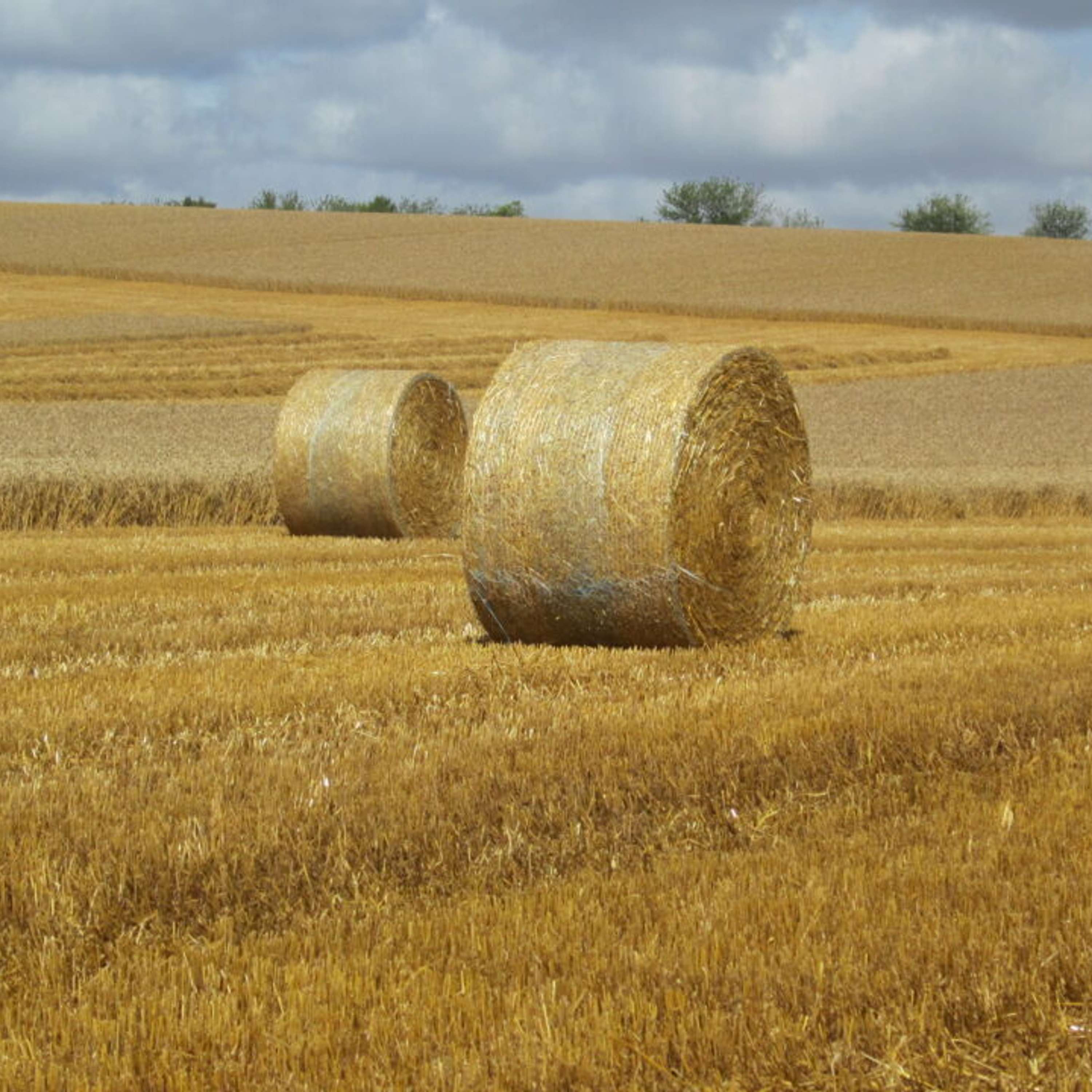 The Tillage Edge