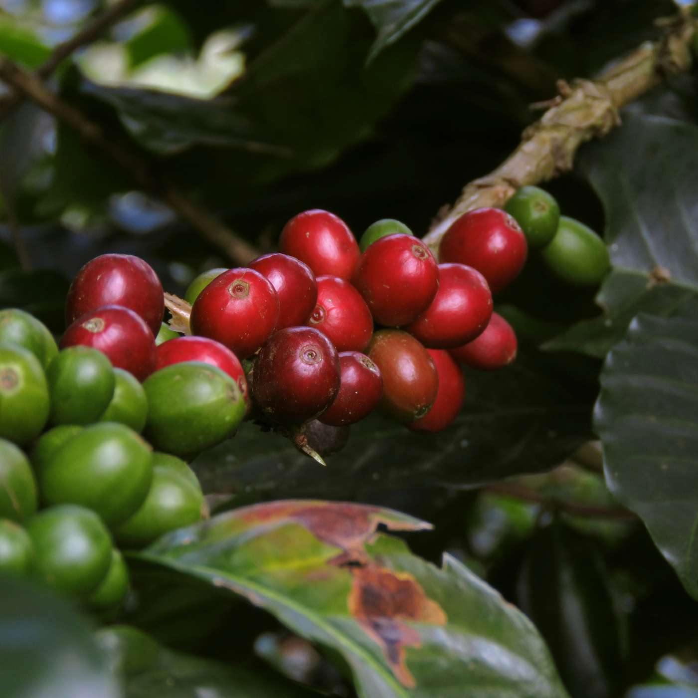 The birth of Coffee in India