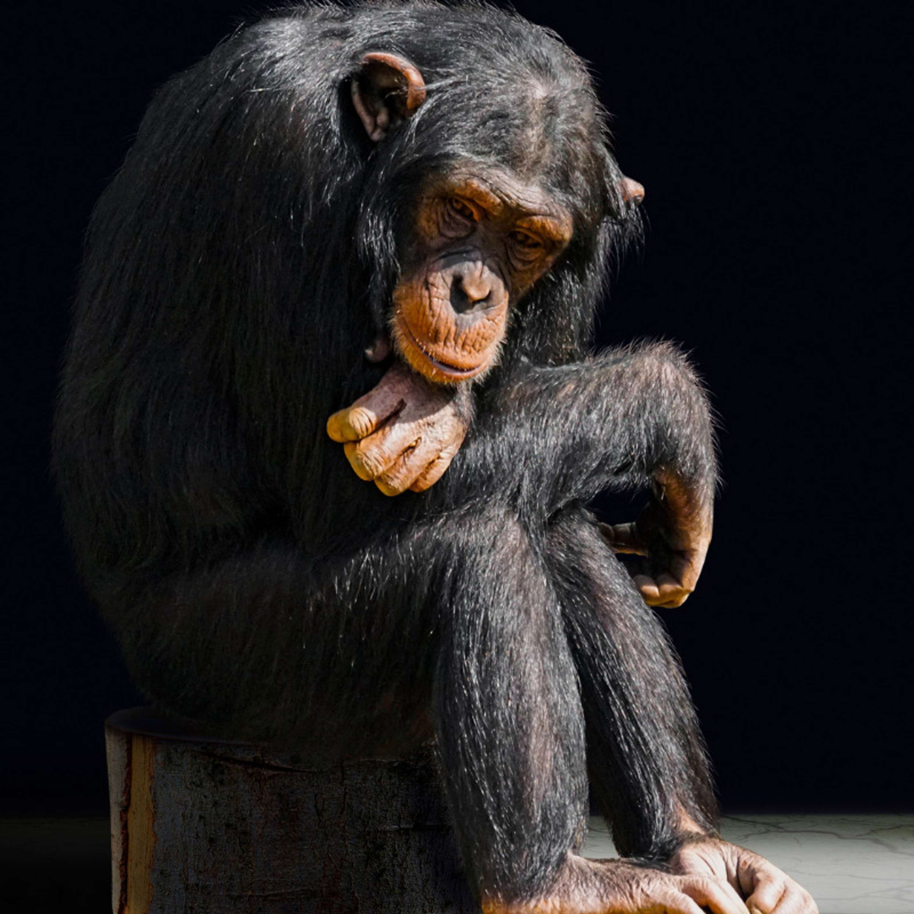 Animal Evolution: Tracing the Origins and Diversification of Animal Species