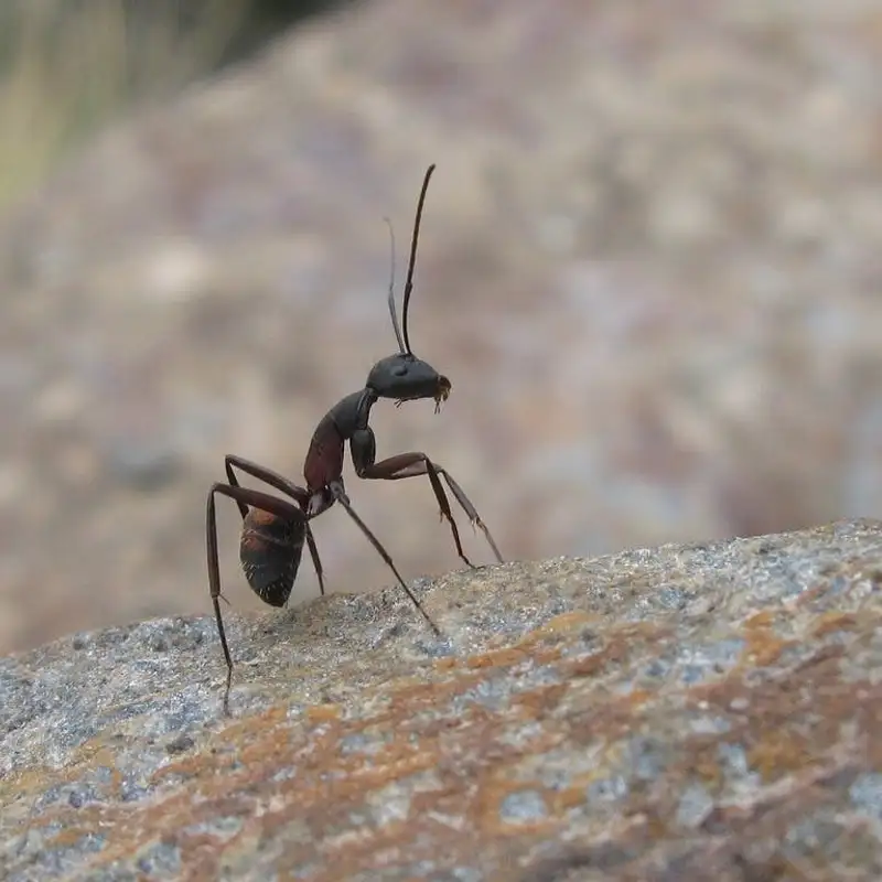 Exploding Ants
