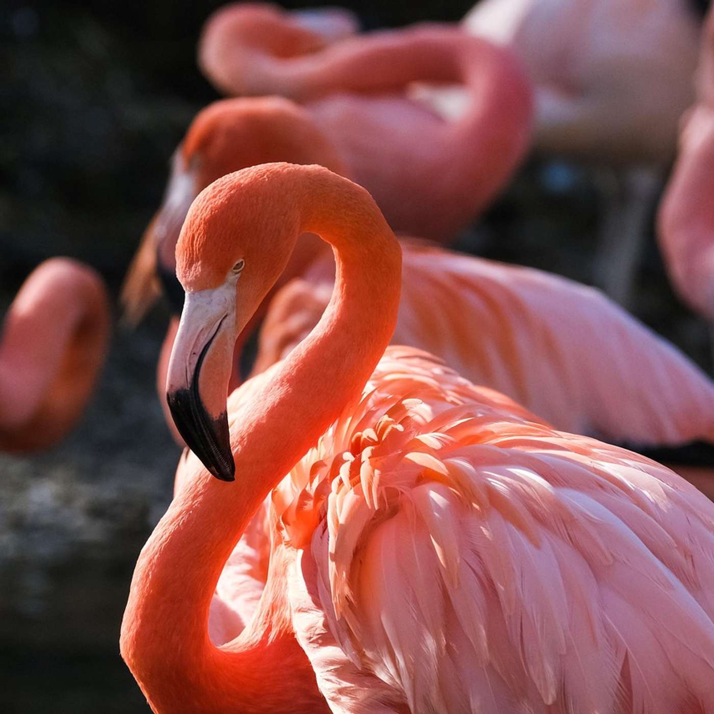 Flamingos