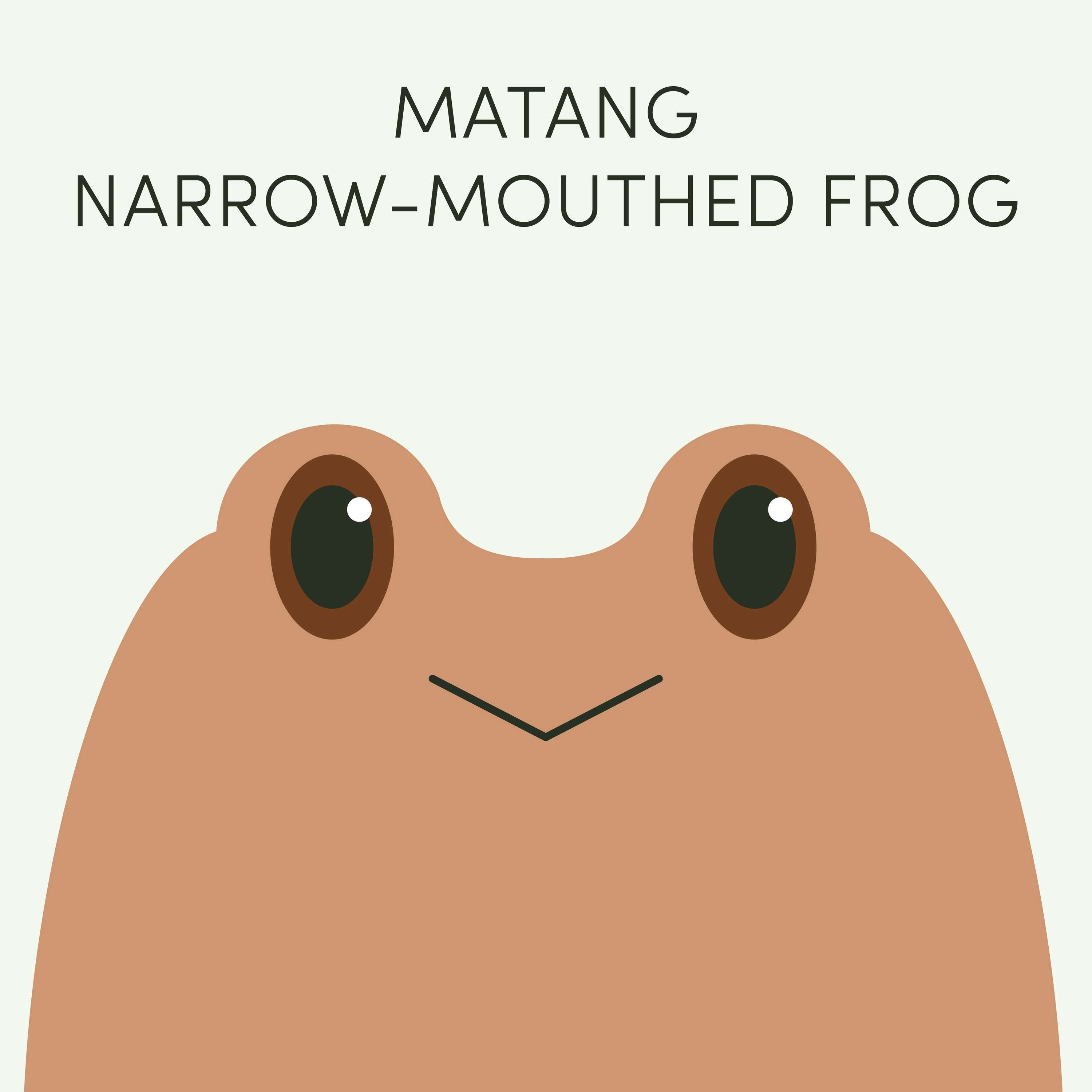 Matang Narrow-Mouthed Frog | Week of May 8th