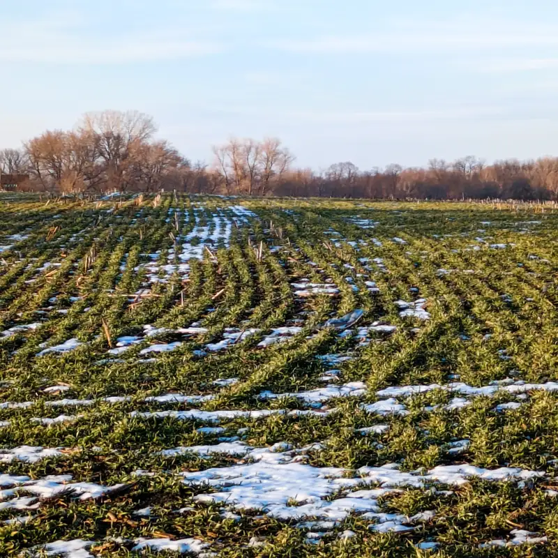 Cover crops in Minnesota: Recent challenges and future solutions