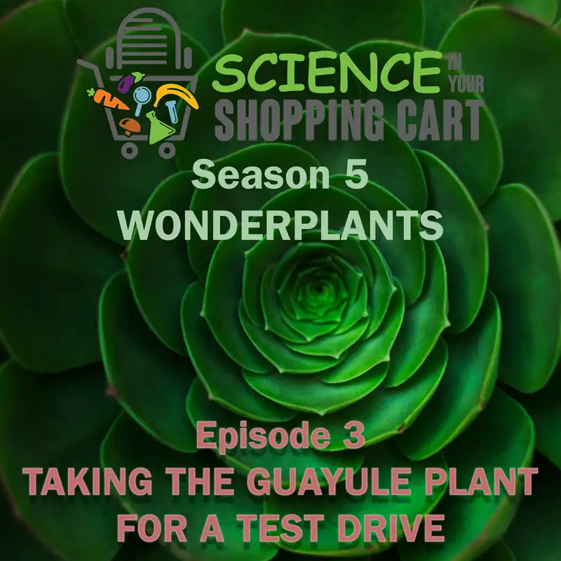 Season 5: WonderPlants | Episode 3: Taking the Guayule Plant for a Test Drive
