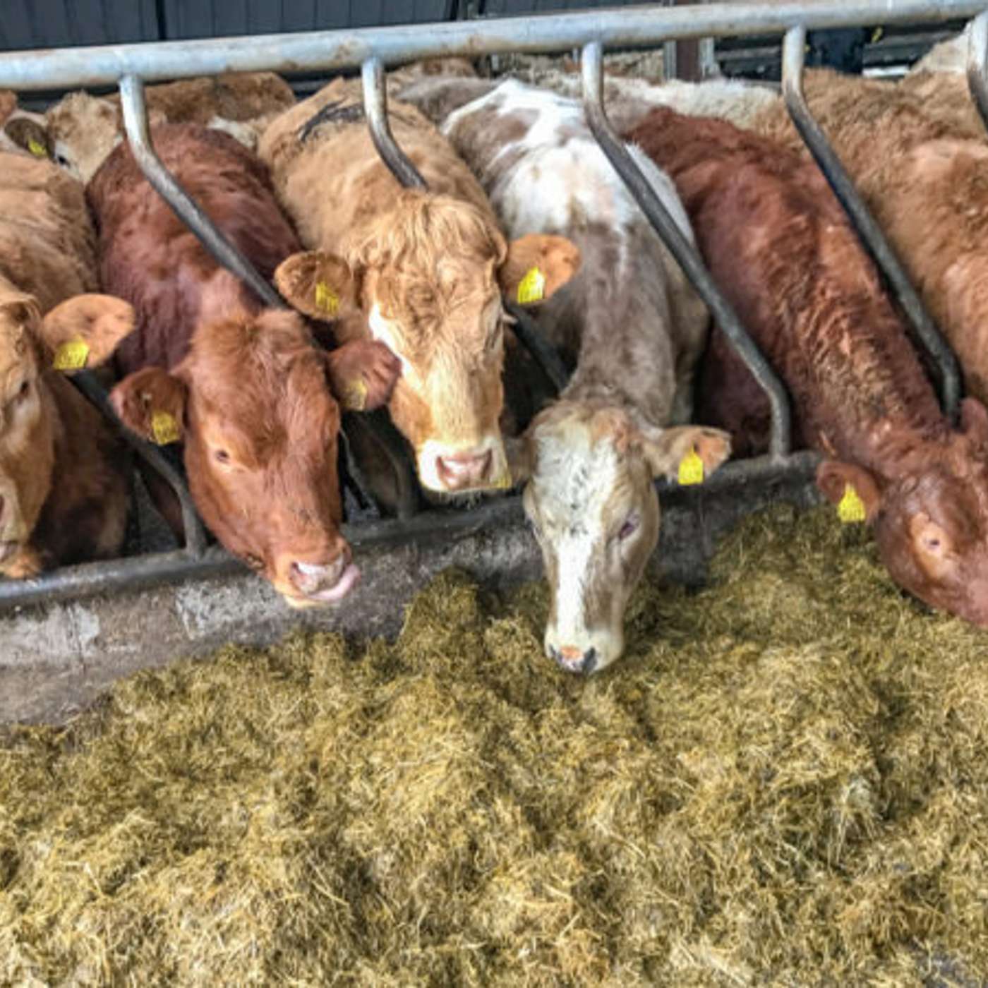 The Beef Edge
