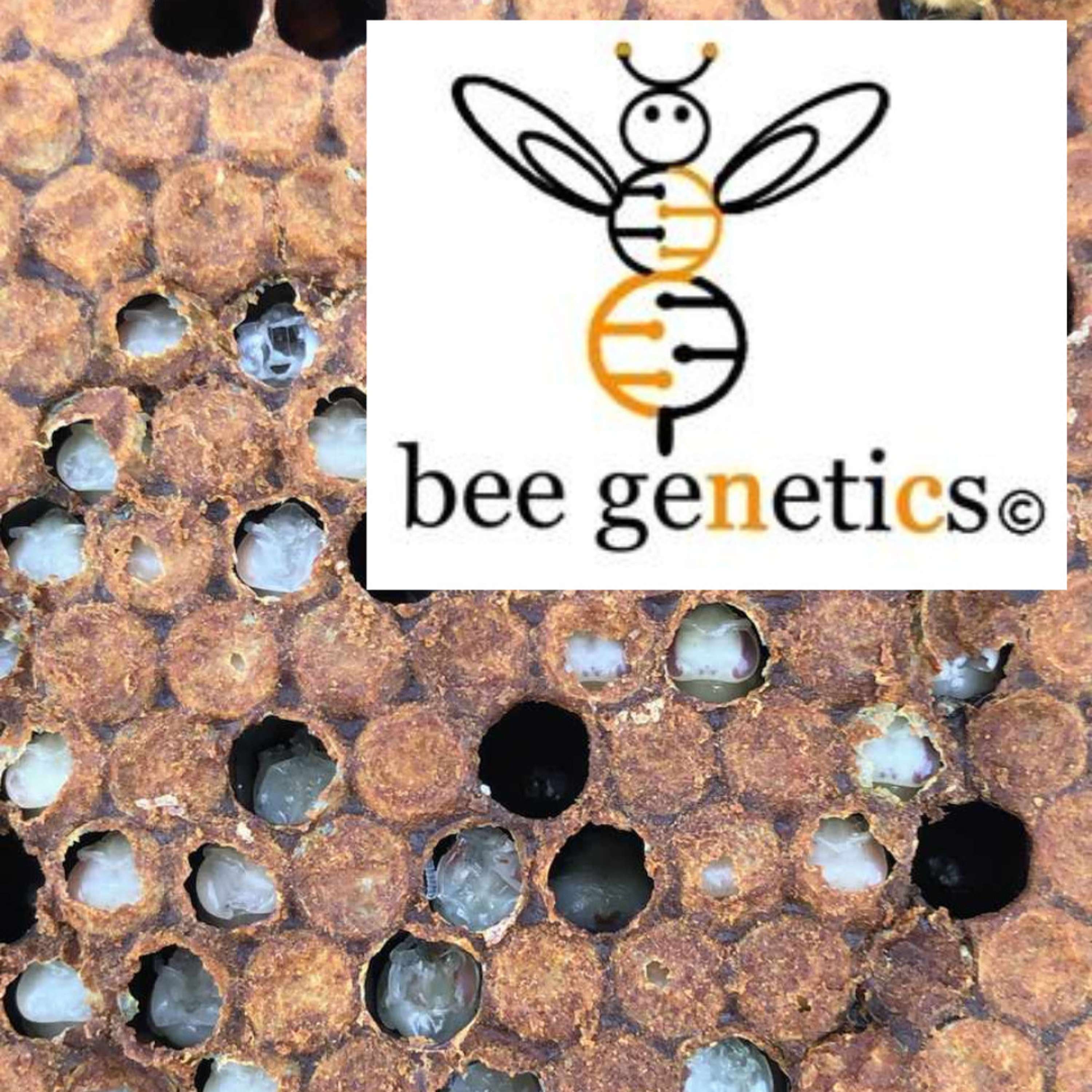 Breeding the Honeybee