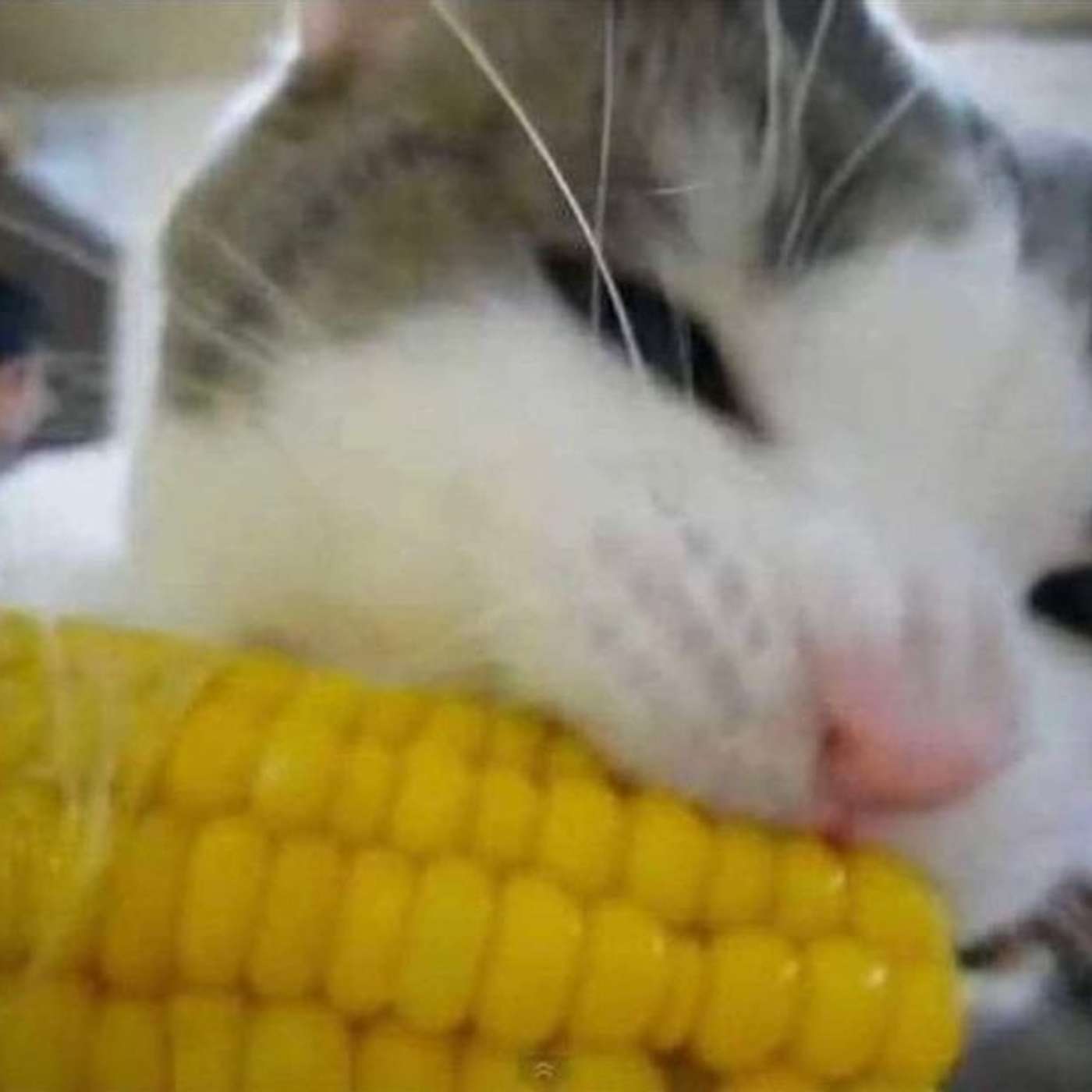 The Scheming Vegetables of Mid-Summer