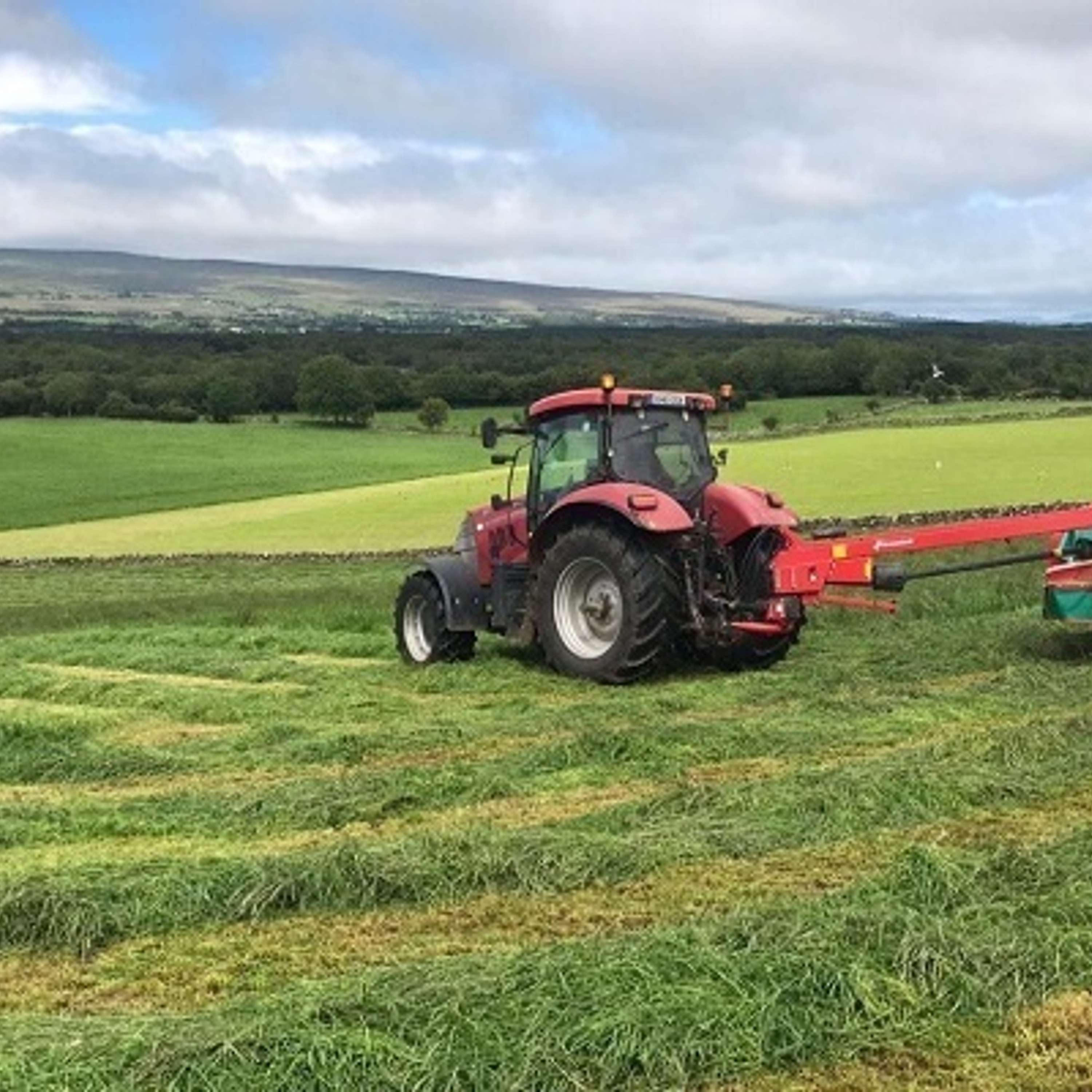What will impact silage quality this year?