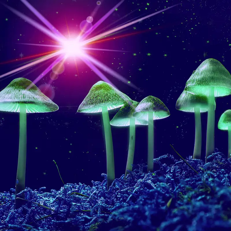 Philosopher Spotlight: Terrence McKenna # 3