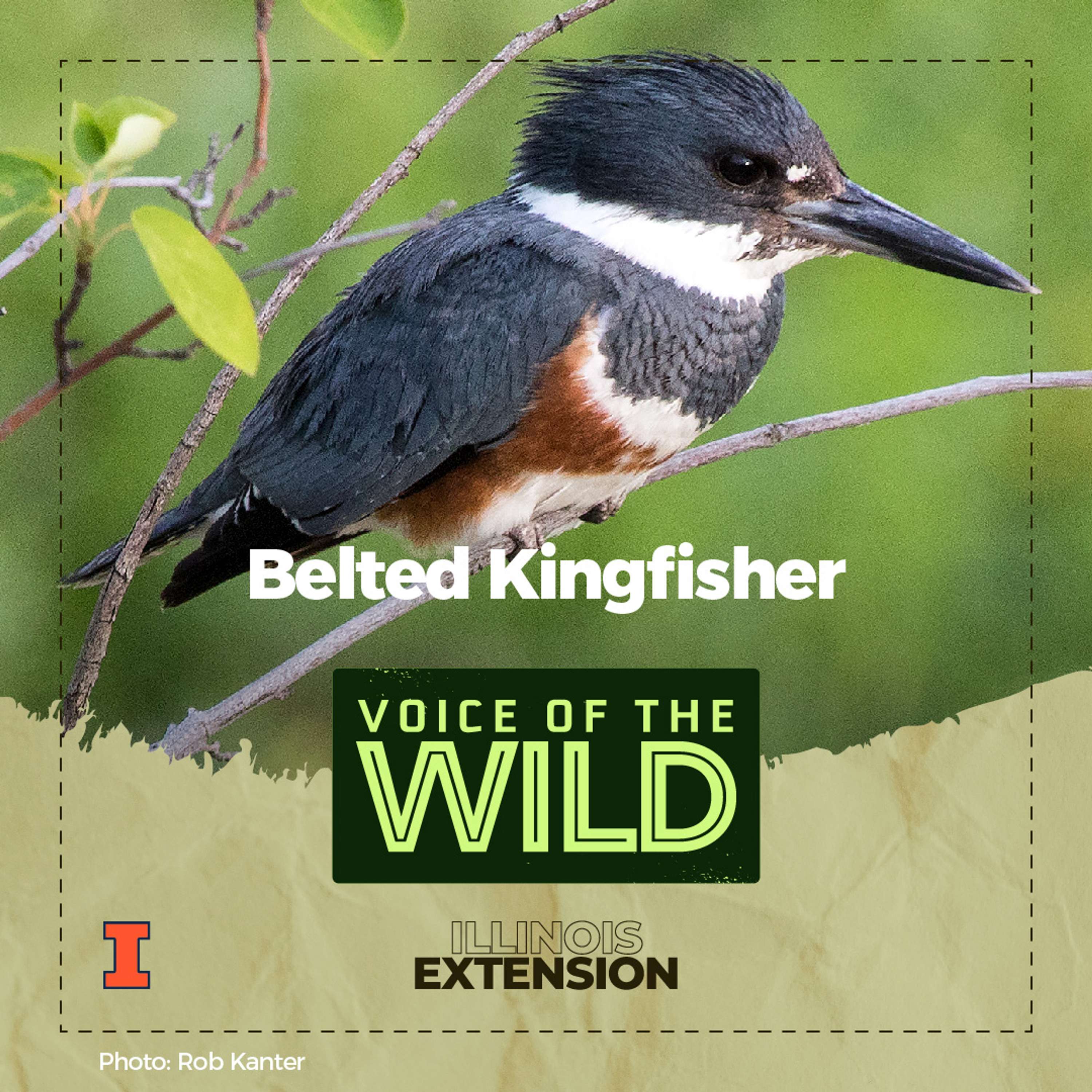 Voice of the Wild