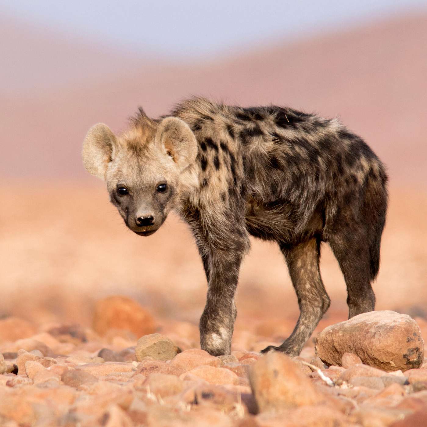 A Spotted Hyena Turns Up in Egypt After a 5000 years!