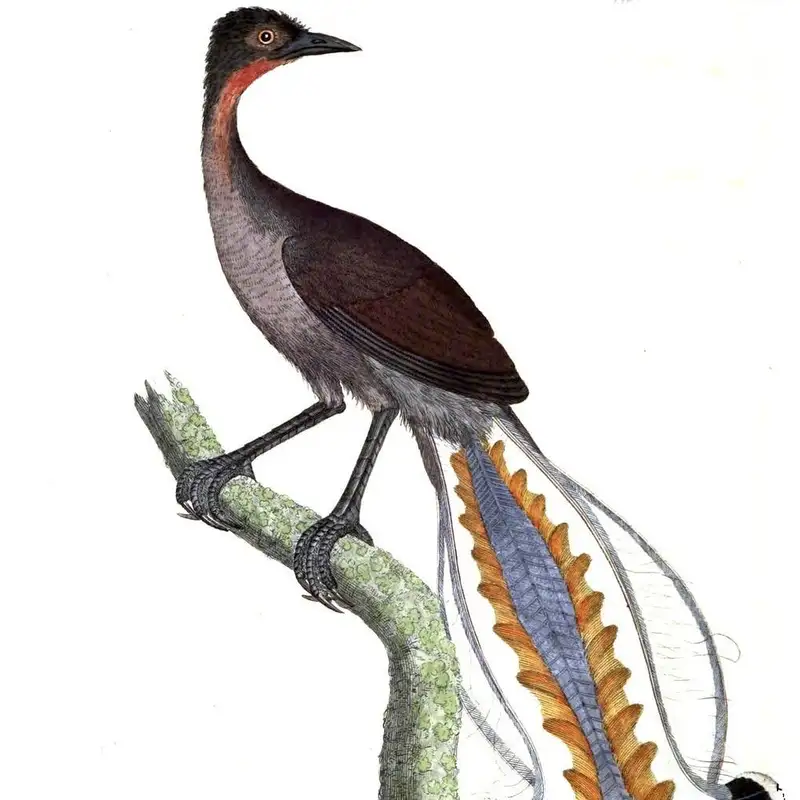 Lyrebird