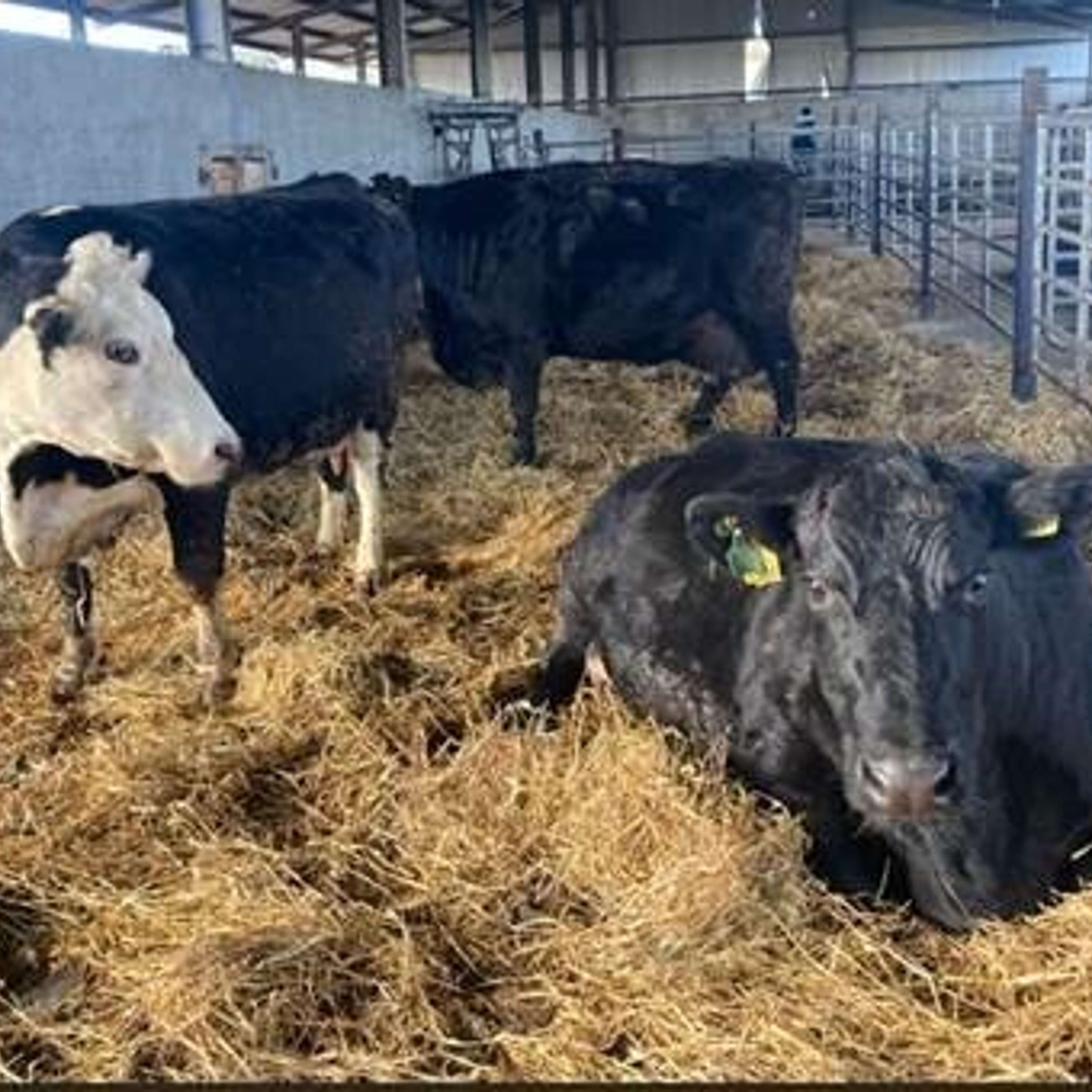 Newford farm update – the move to Roscommon, calving preparation and performance review