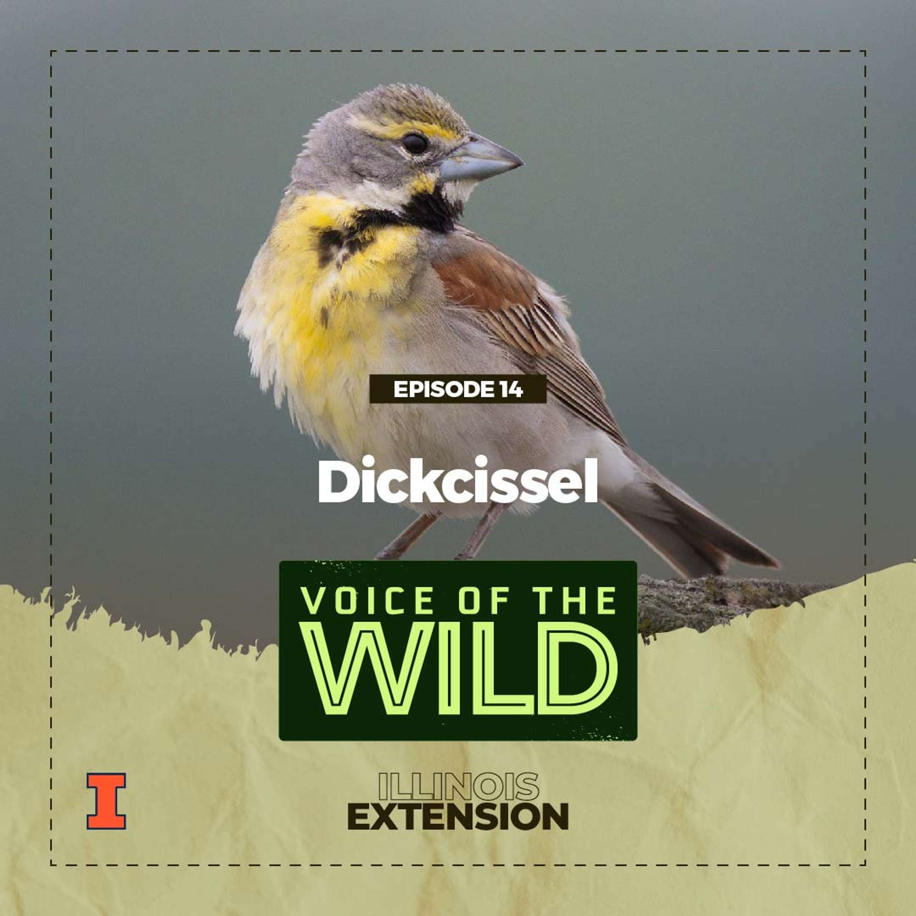 Voice of the Wild