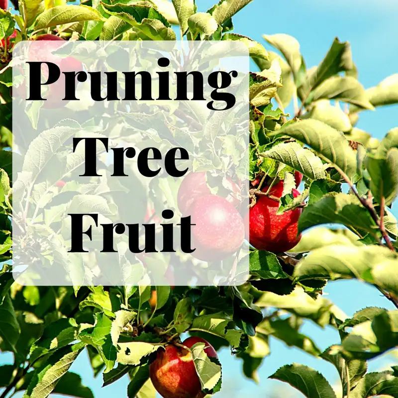 Ep. 5 Pruning Fruit Trees with Andrew Holsinger