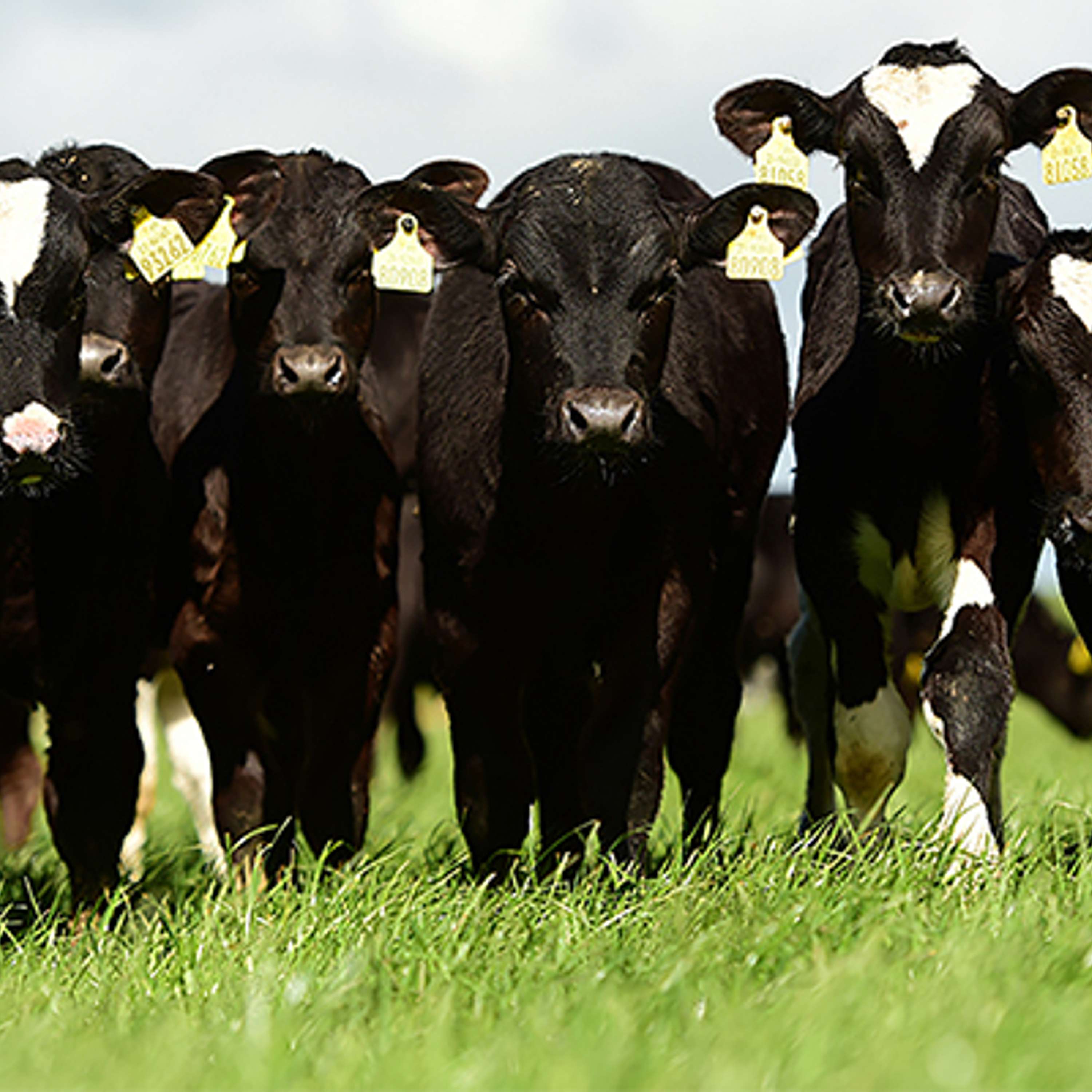 Low-input, high-output dairy-beef heifer systems