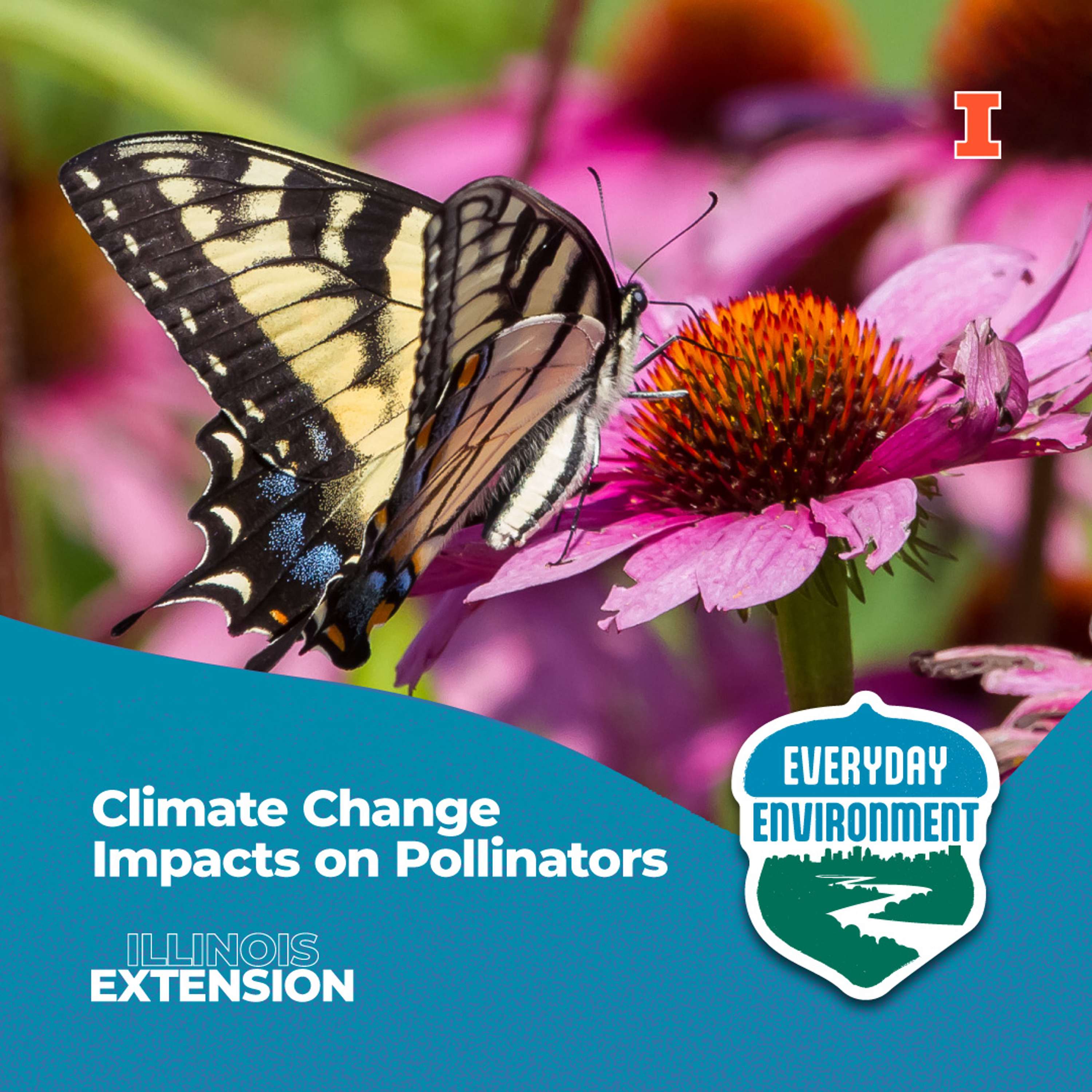Everyday Environment Podcast