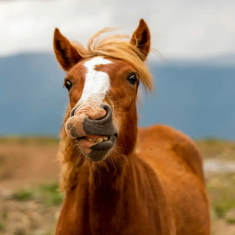 Se dici 'cavallo' a Cagliari