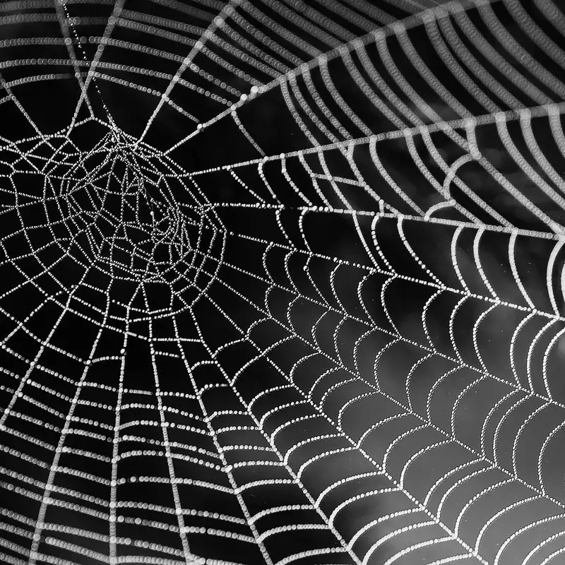 Ogre-Faced Spider