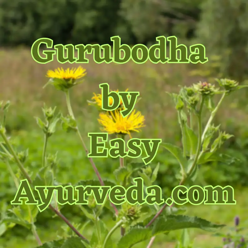 GURUBODHA 62: Pushkaramula - Use in Heart & Lungs| Ayurvedic Perspective on Probiotics