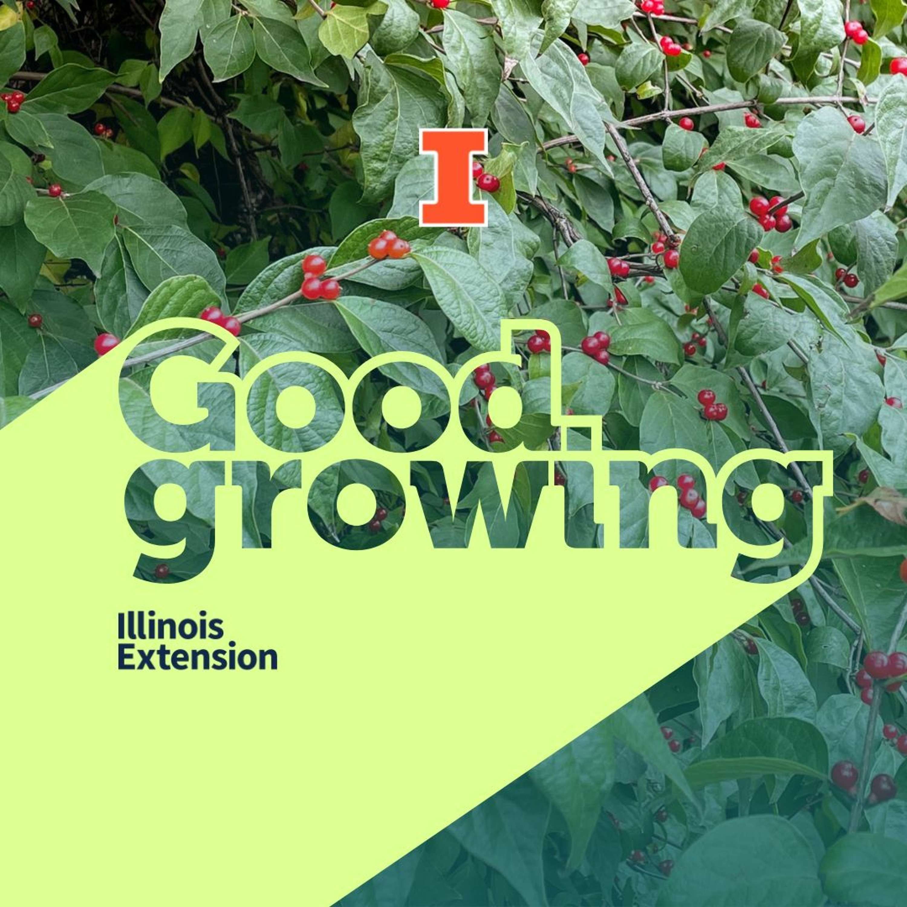 Ep. 120 - Some invasive plants in Illinois and their management | #GoodGrowing